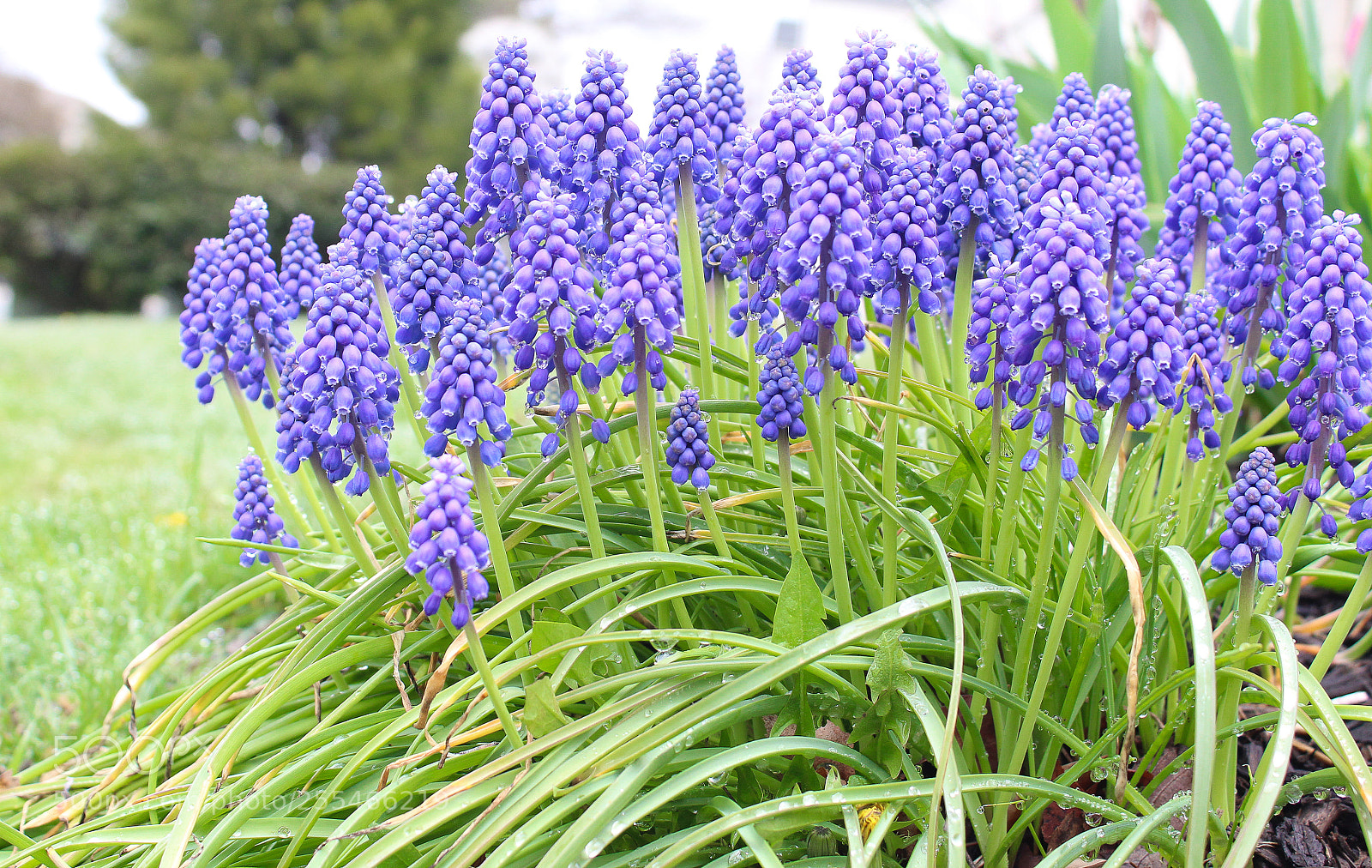 Canon EOS 1300D (EOS Rebel T6 / EOS Kiss X80) sample photo. Purple bead flowers. photography