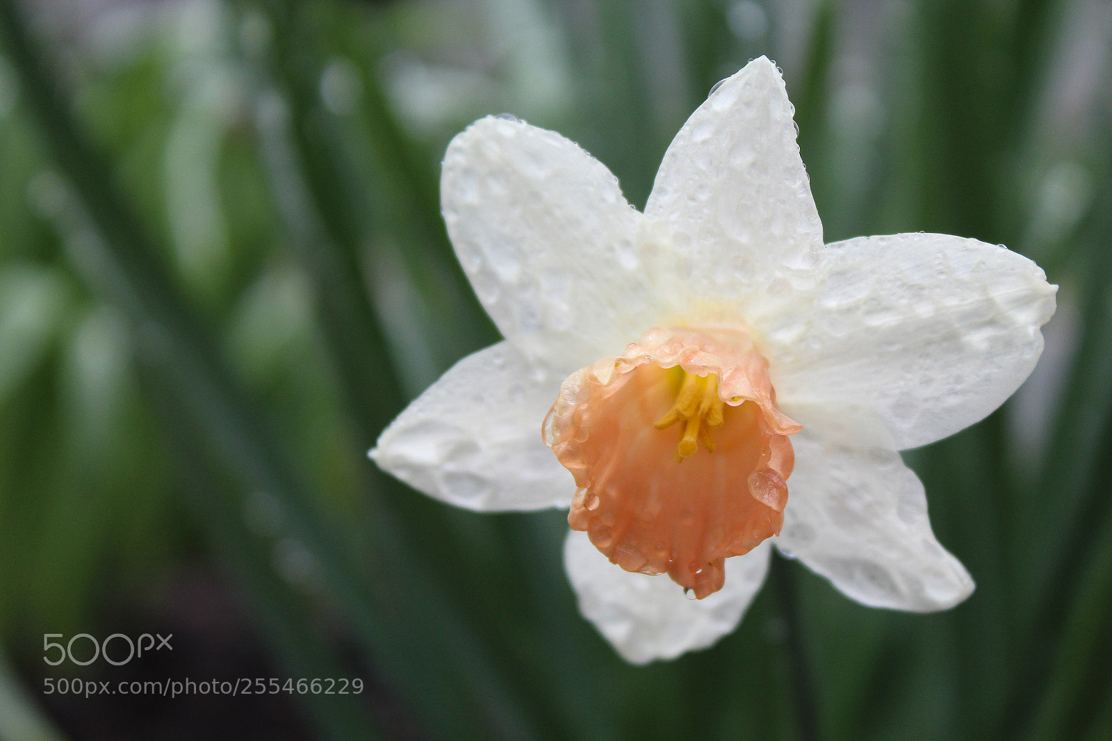 Canon EOS 1300D (EOS Rebel T6 / EOS Kiss X80) sample photo. Beautifully wet flower pedals. photography