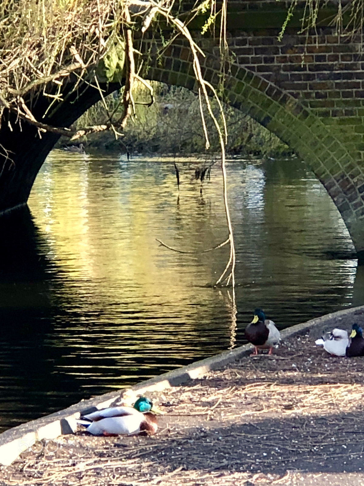 Apple iPhone 8 Plus sample photo. River frays, uxbridge , uk photography