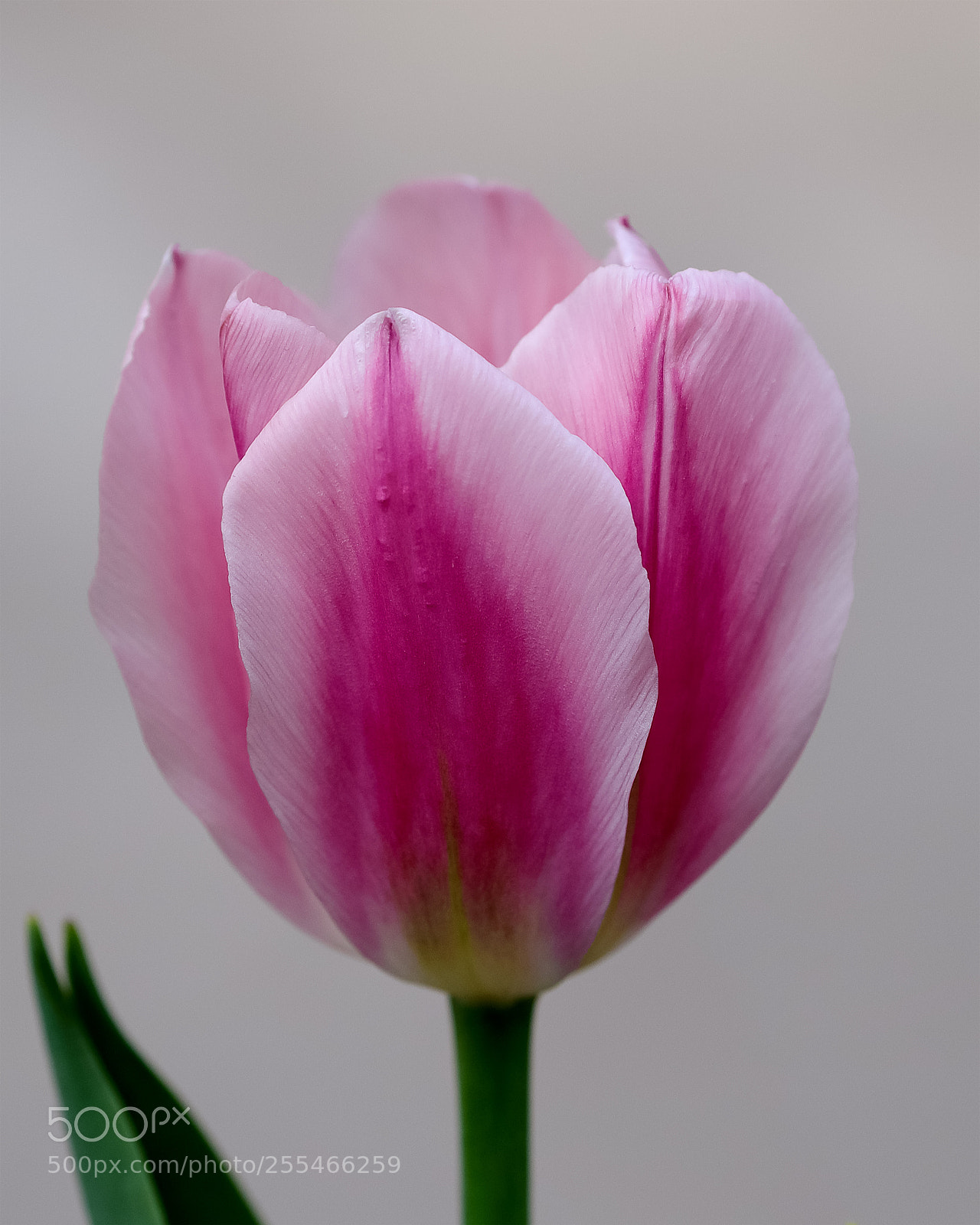 Canon EOS-1D X Mark II sample photo. 郁金香 photography