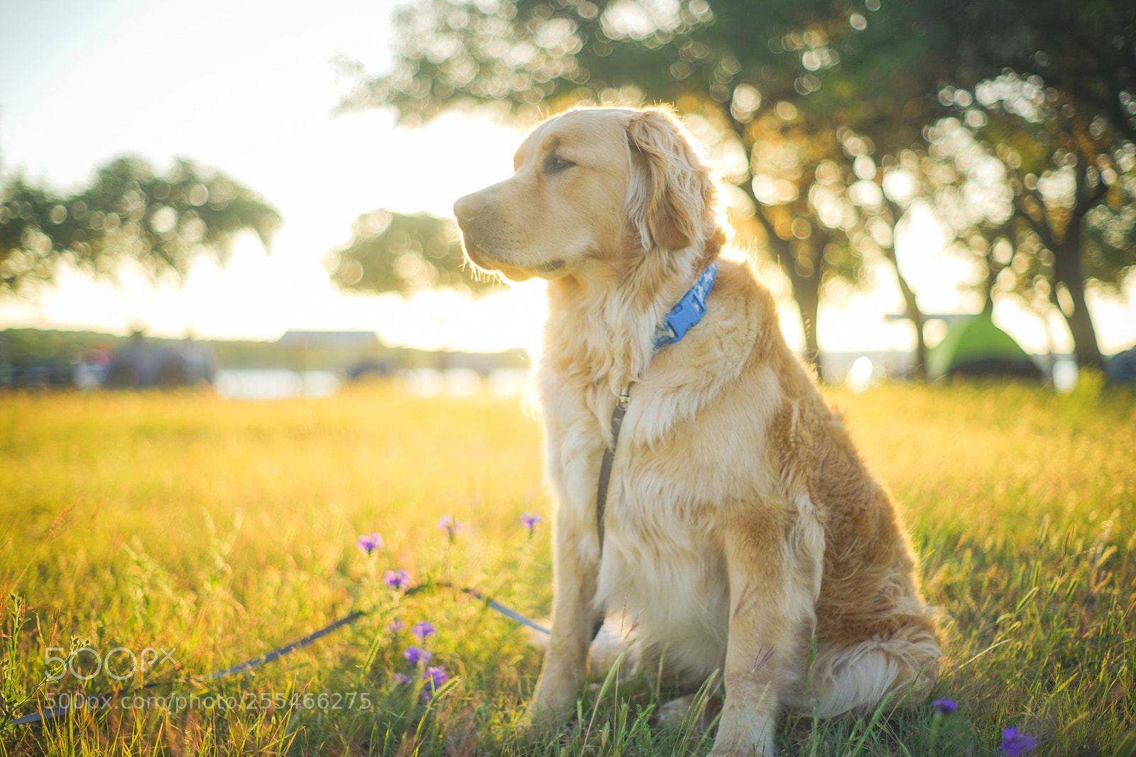 Sony a7 sample photo. My dog spark photography