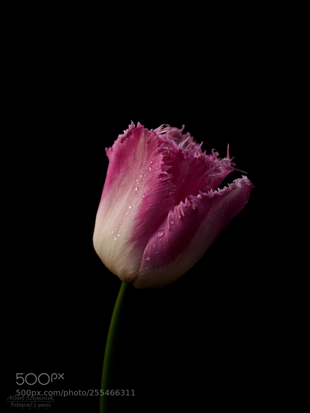 Olympus OM-D E-M10 II sample photo. Tulip photography