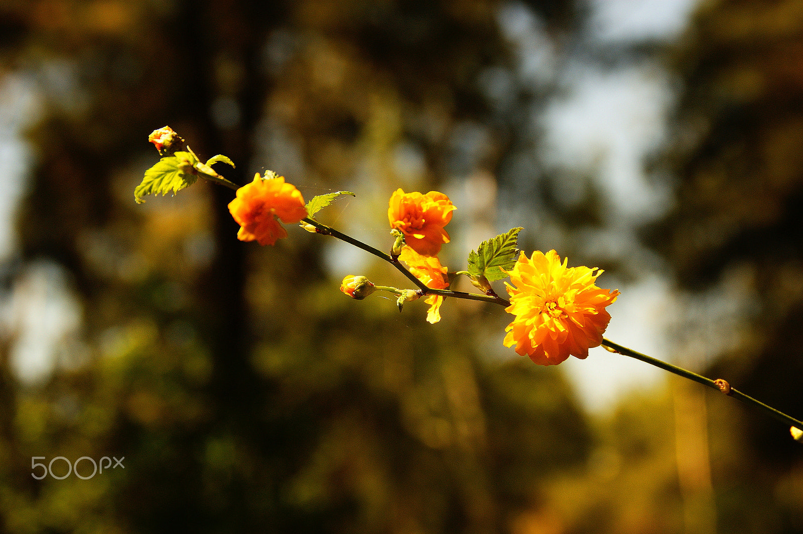 Sony Alpha DSLR-A350 sample photo. Yellow branch photography