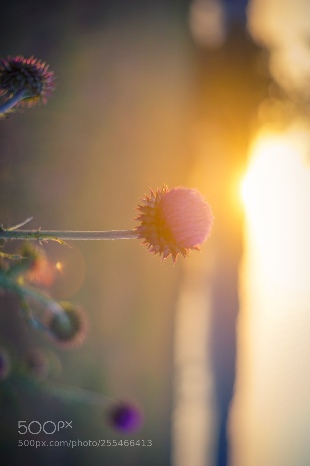 Sony a7 sample photo. Untitled photography