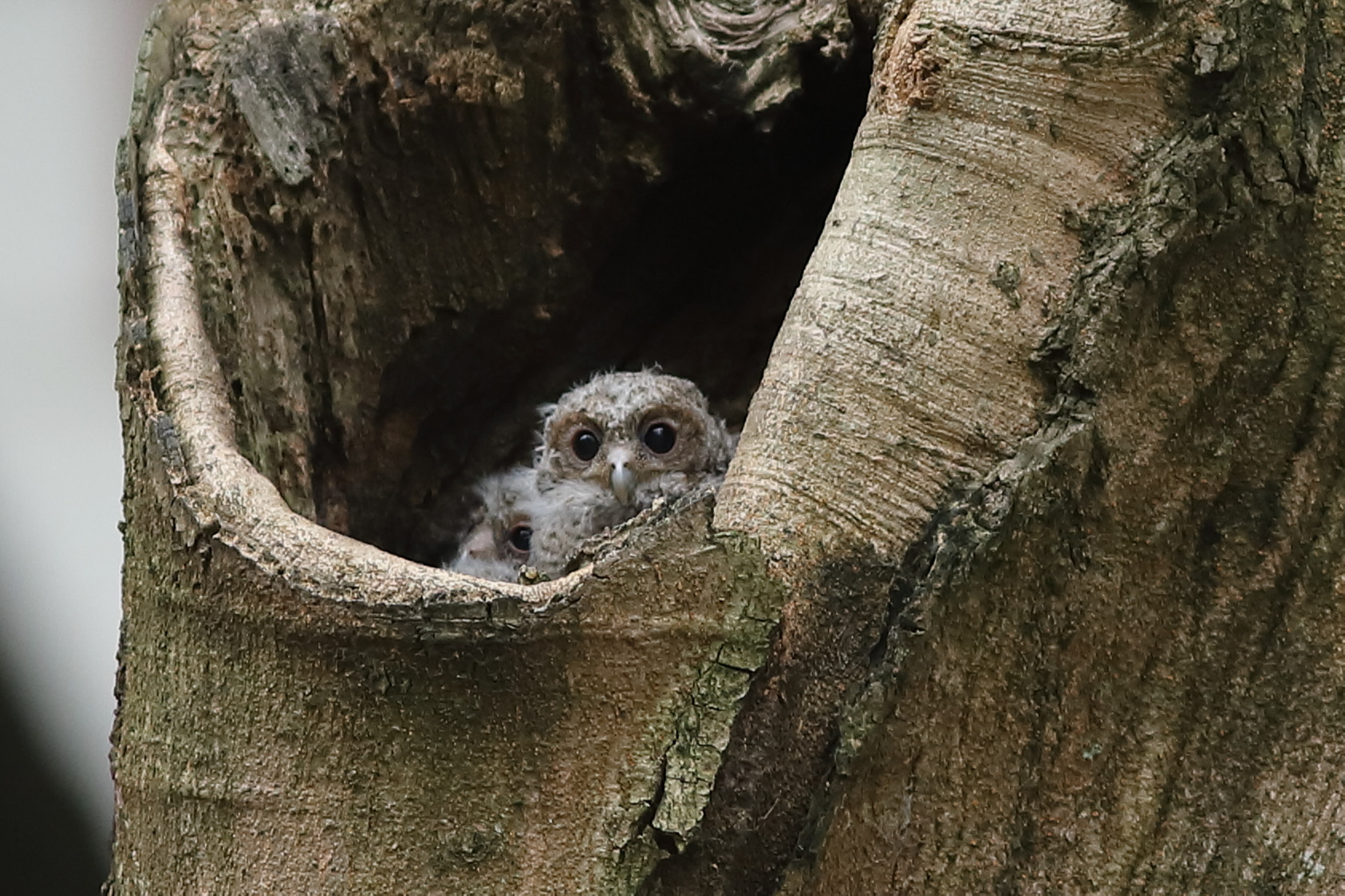 Canon EF 300mm F4L IS USM sample photo. 領角鴞b collared scops owl (b) photography