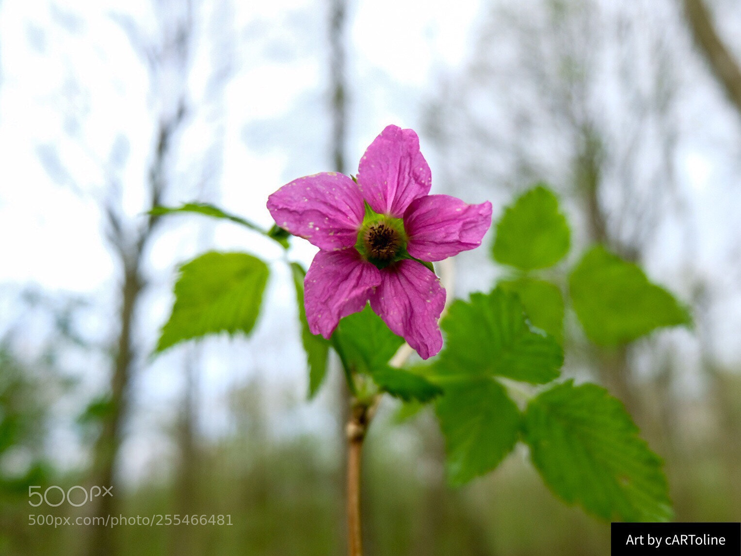 Fujifilm X-T20 sample photo. Spring flower photography