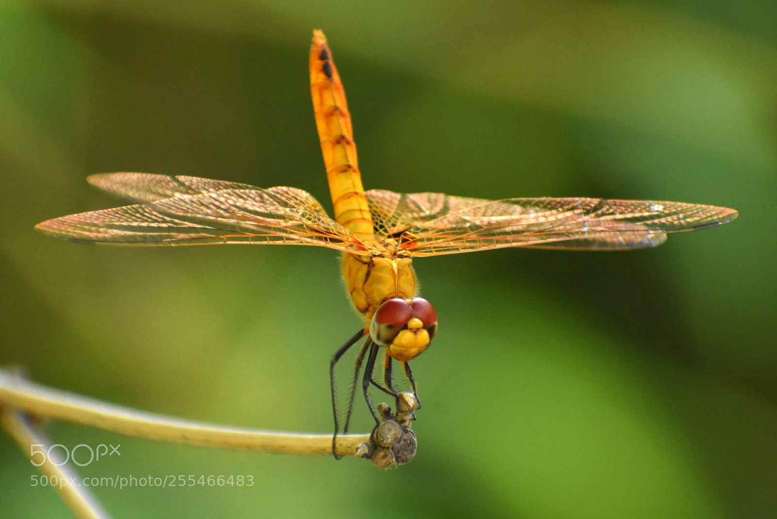 Nikon D7200 sample photo. Dragonfly photography