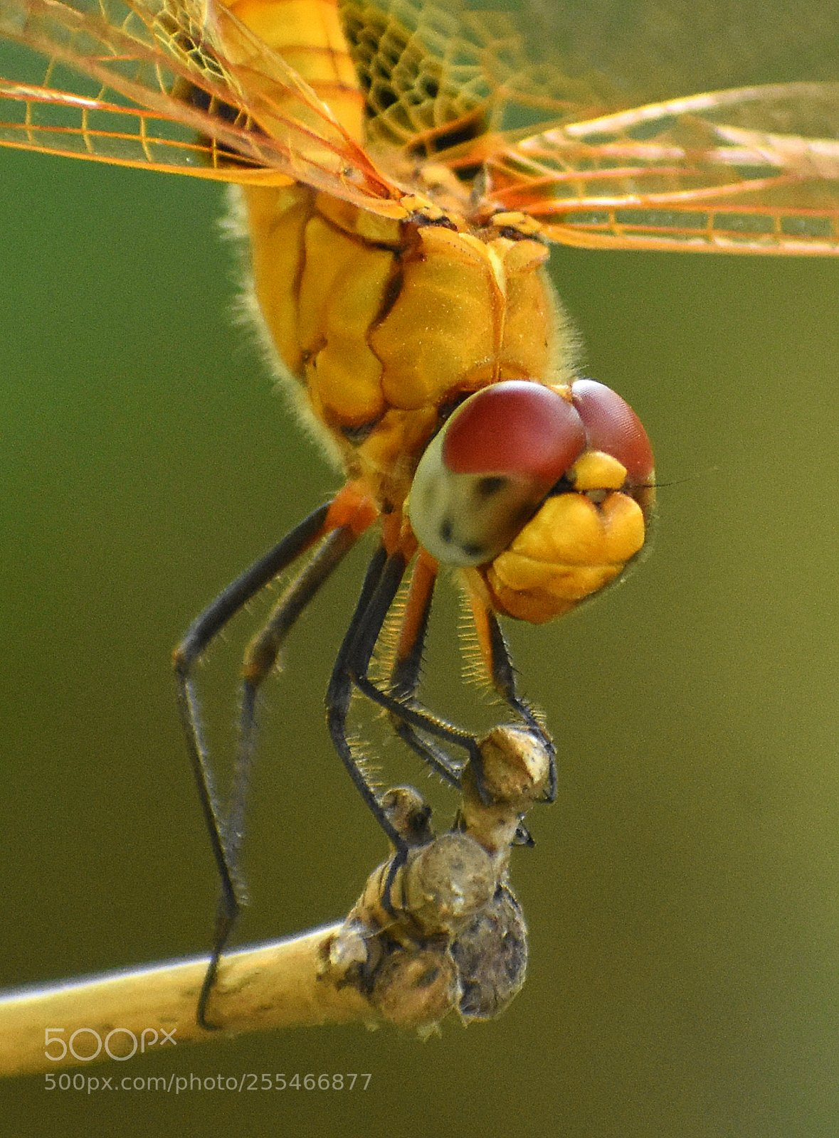Nikon D7200 sample photo. Dragonfly photography