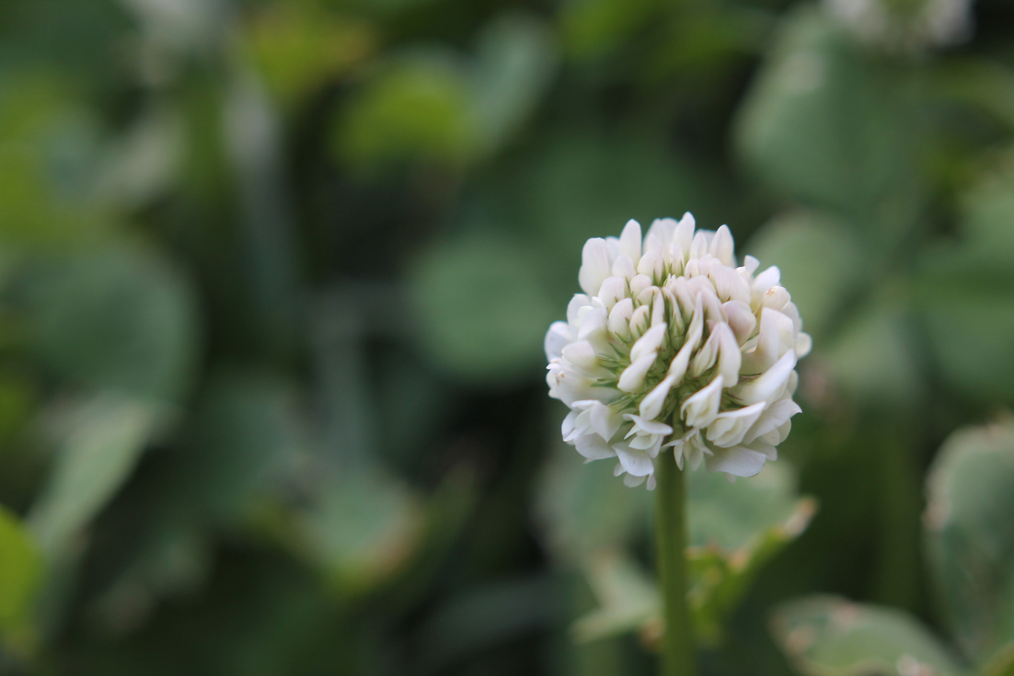 Canon EOS 1100D (EOS Rebel T3 / EOS Kiss X50) sample photo. Img photography