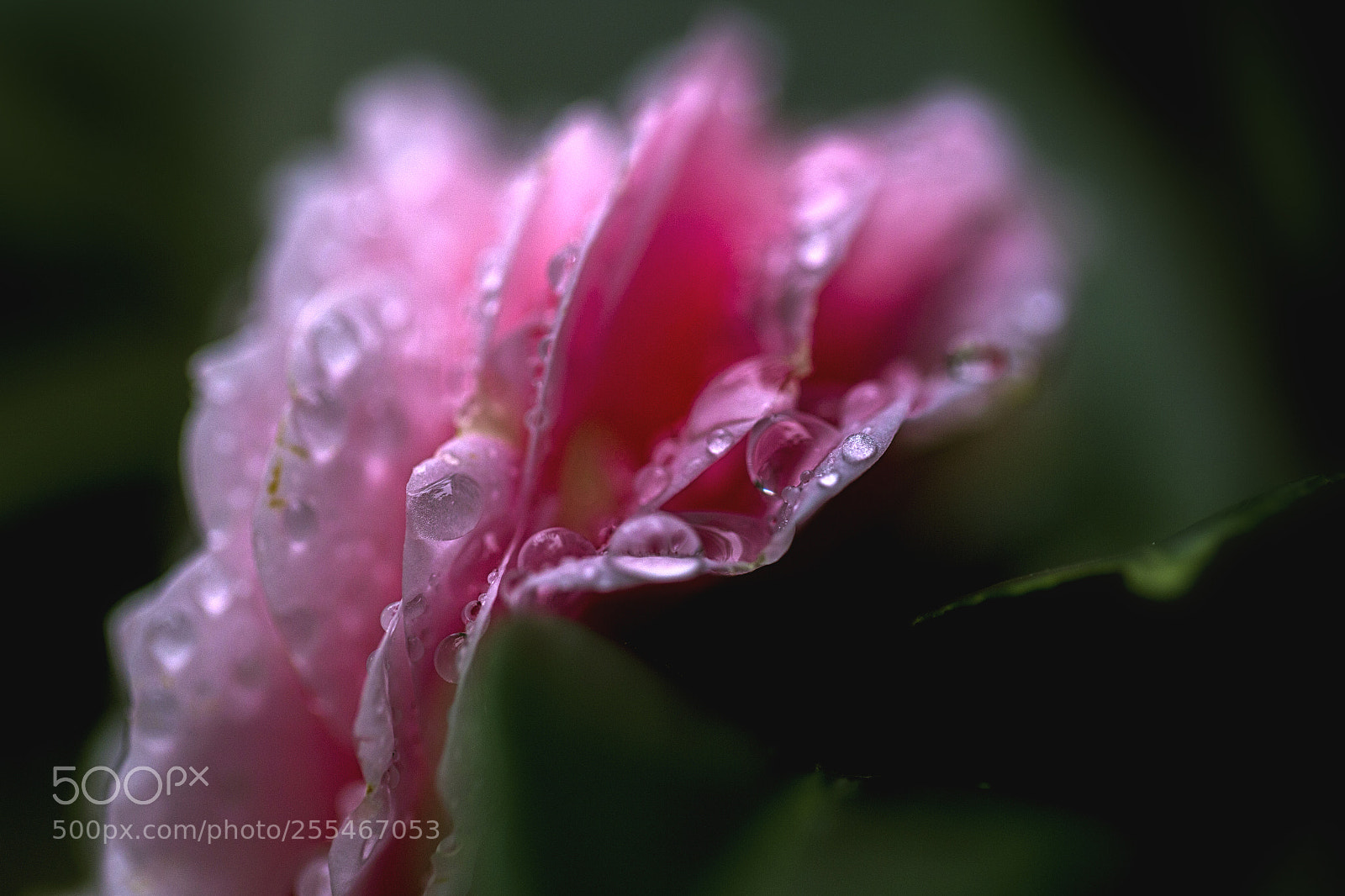 Canon EOS 6D sample photo. Camellia x photography