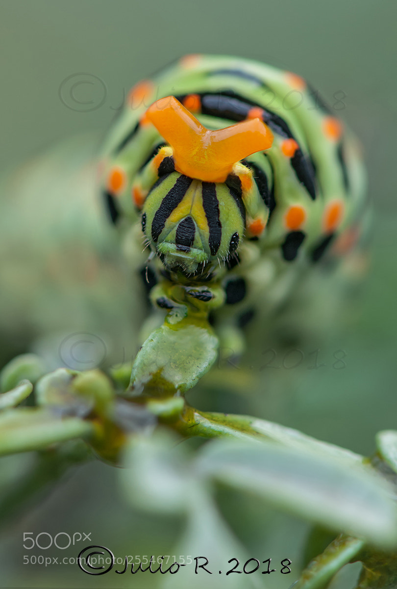 Nikon D300S sample photo. "caterpillar papilio machaón" photography