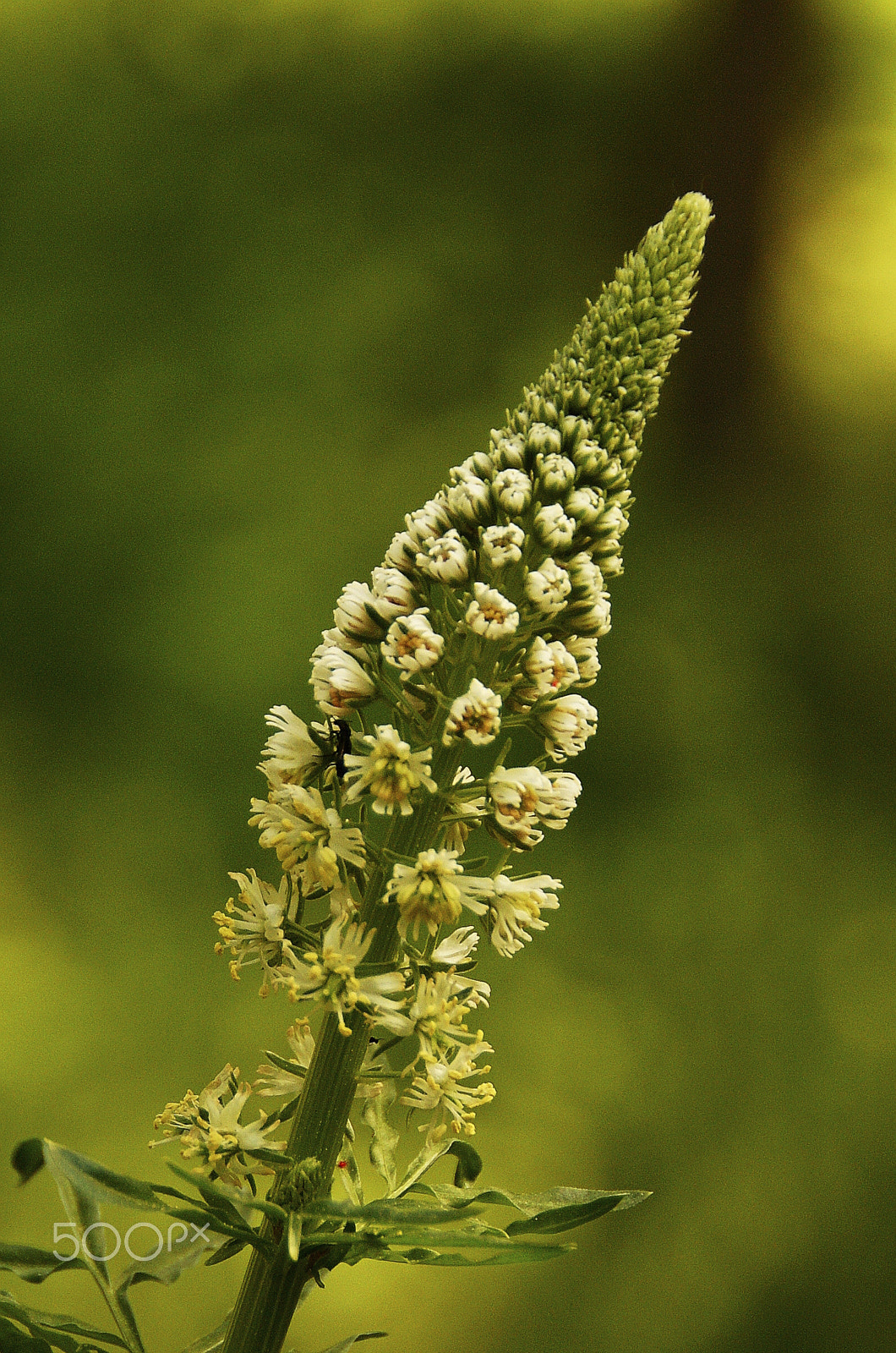 Sony Alpha DSLR-A350 sample photo. White & green photography