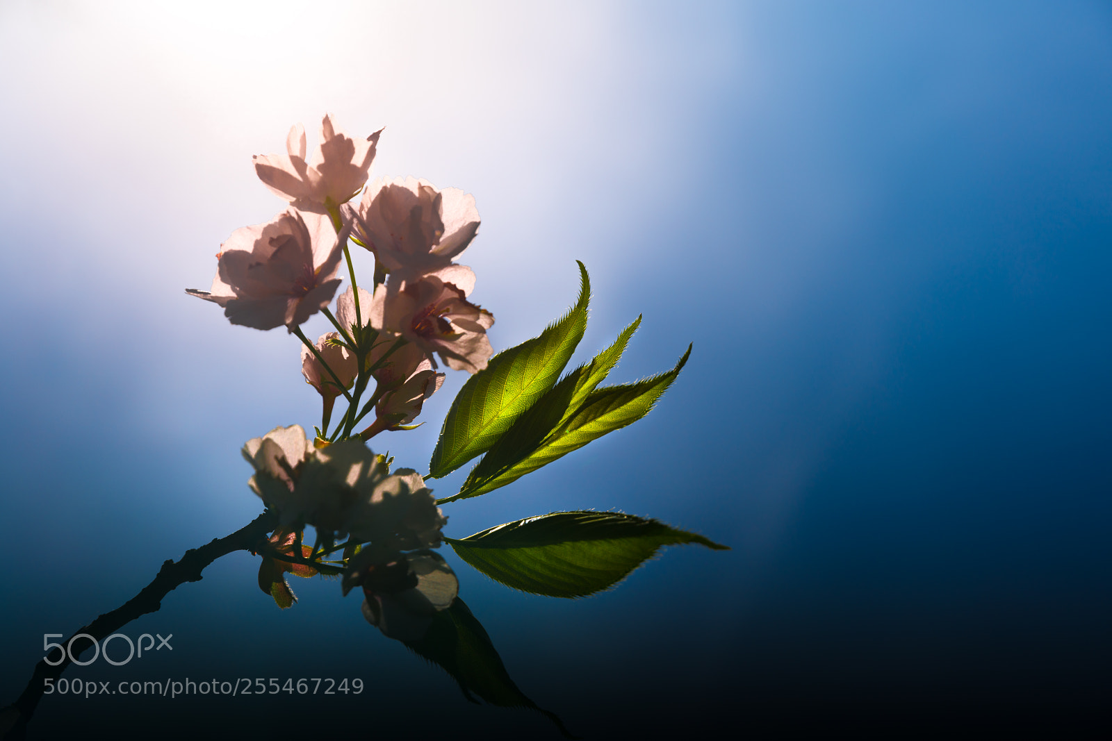 Sony a7R II sample photo. A summary of spring photography