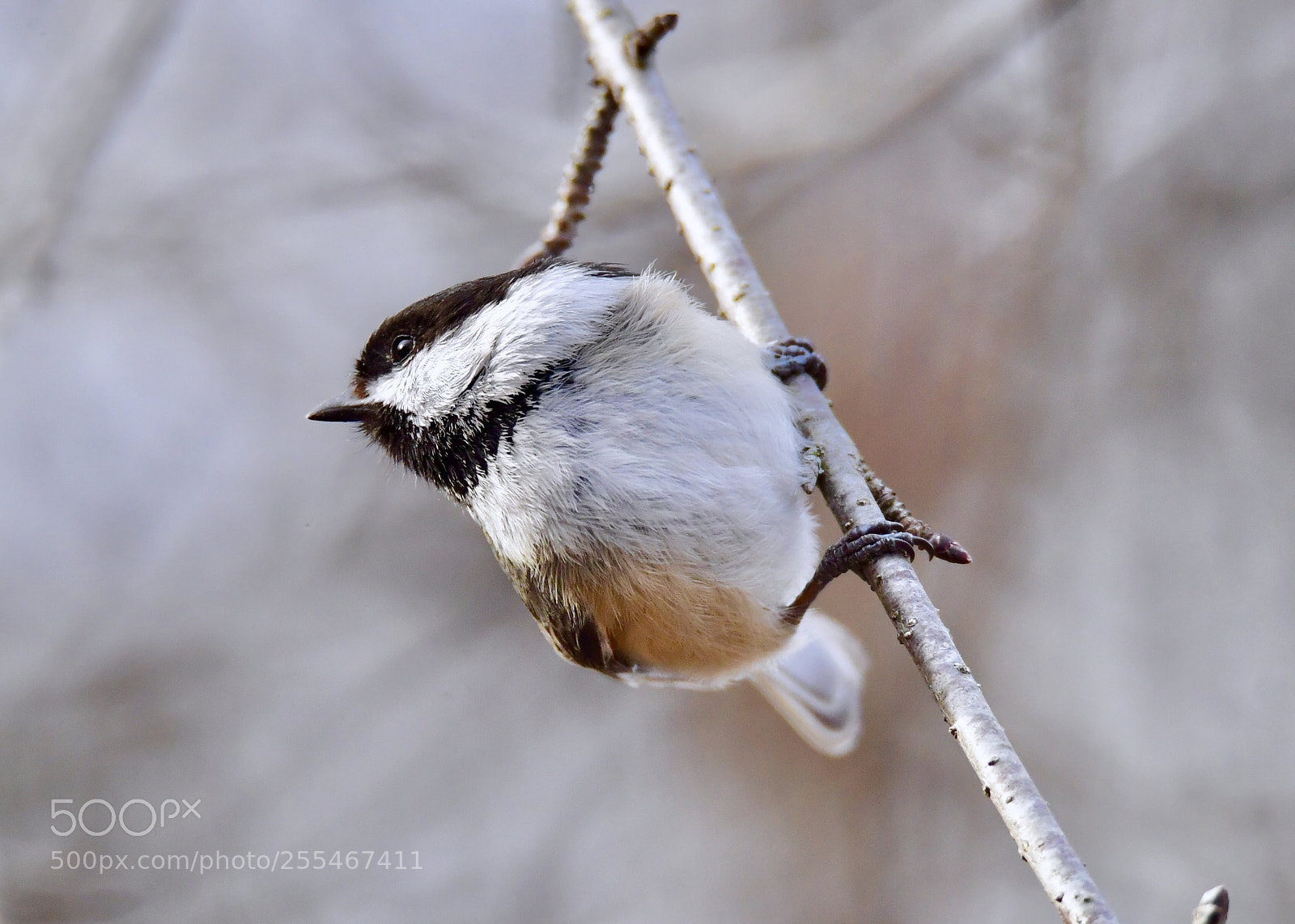 Nikon D5 sample photo. Black-capped chickadee 
黑頂山雀 photography