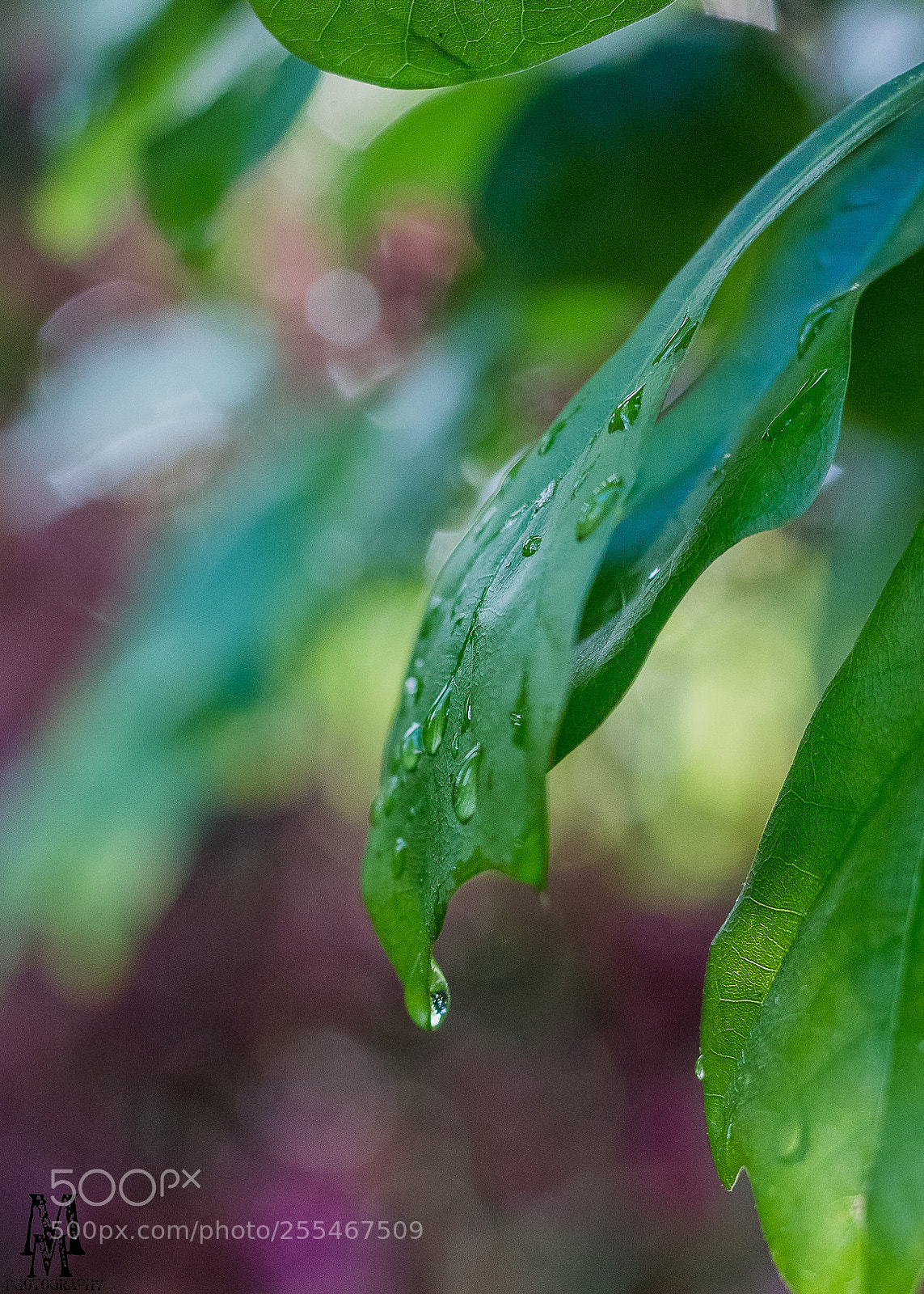 Canon EOS 1300D (EOS Rebel T6 / EOS Kiss X80) sample photo. Raindrop photography