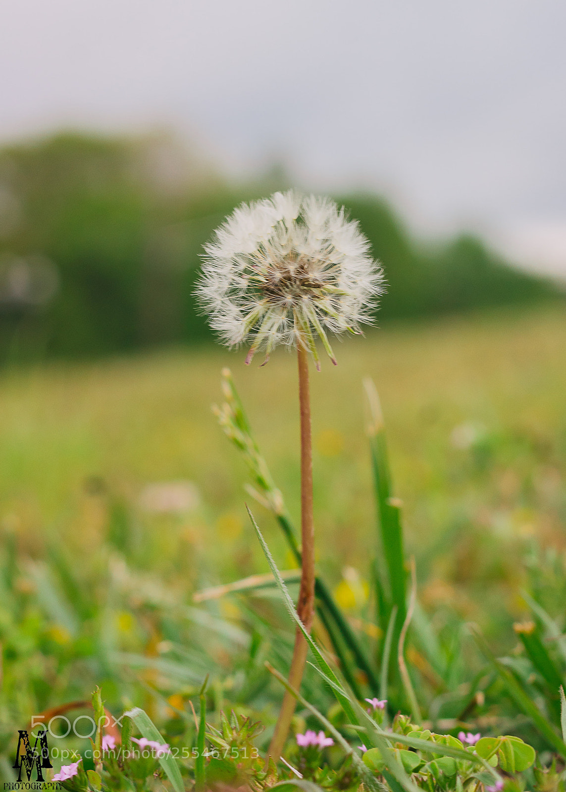 Canon EOS 1300D (EOS Rebel T6 / EOS Kiss X80) sample photo. Dandelion photography