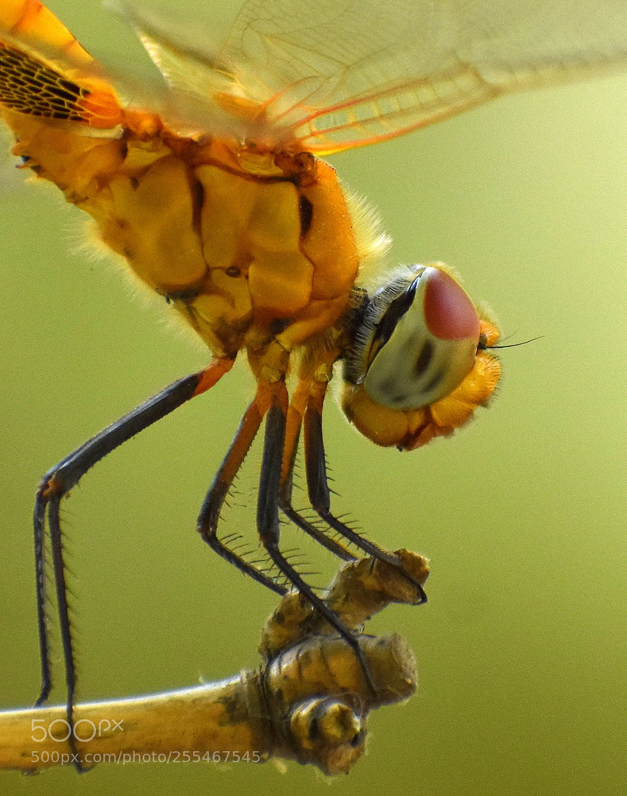 Nikon D7200 sample photo. Dragonfly photography