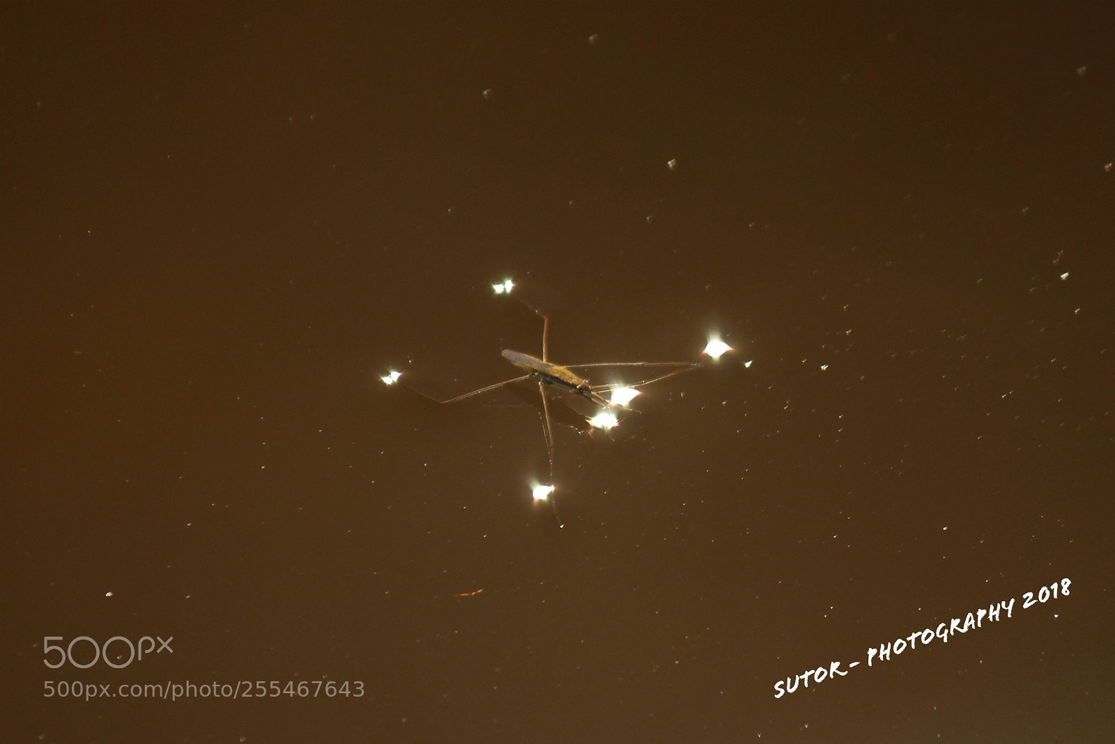 Canon EOS 1200D (EOS Rebel T5 / EOS Kiss X70 / EOS Hi) sample photo. Water strider photography