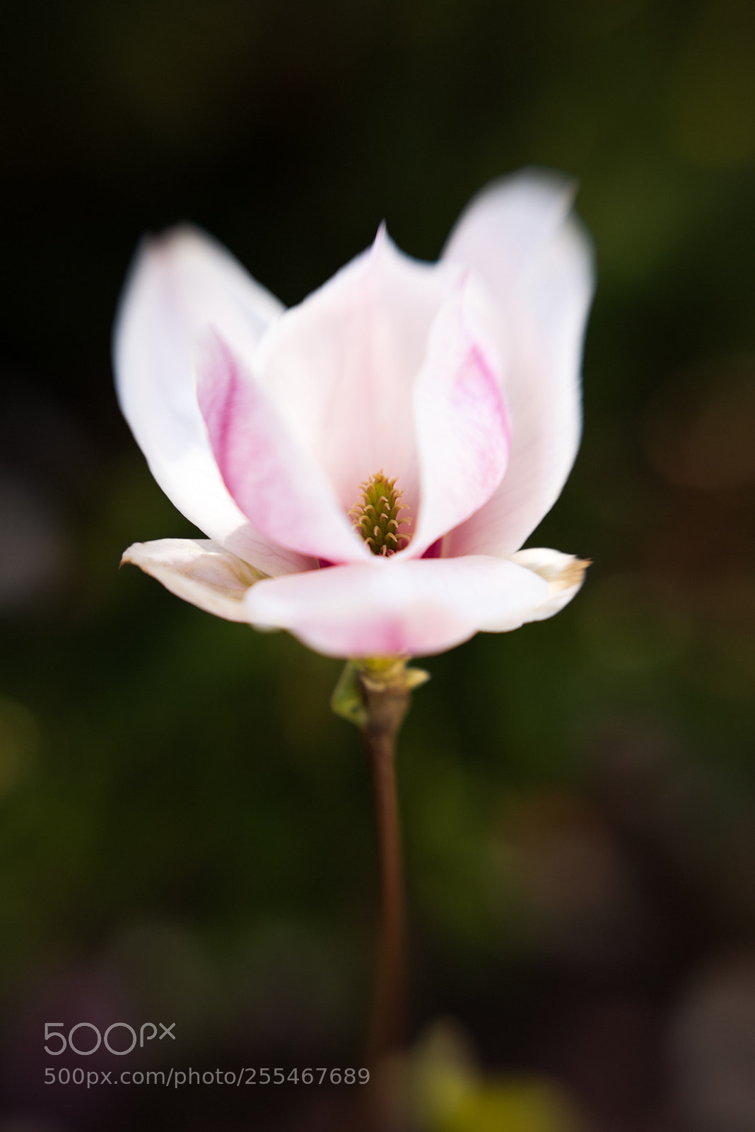 Nikon D810 sample photo. Magnolia photography