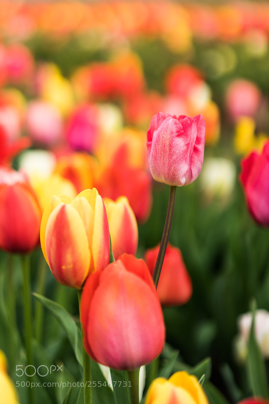 Sony a7 II sample photo. Colors of spring photography