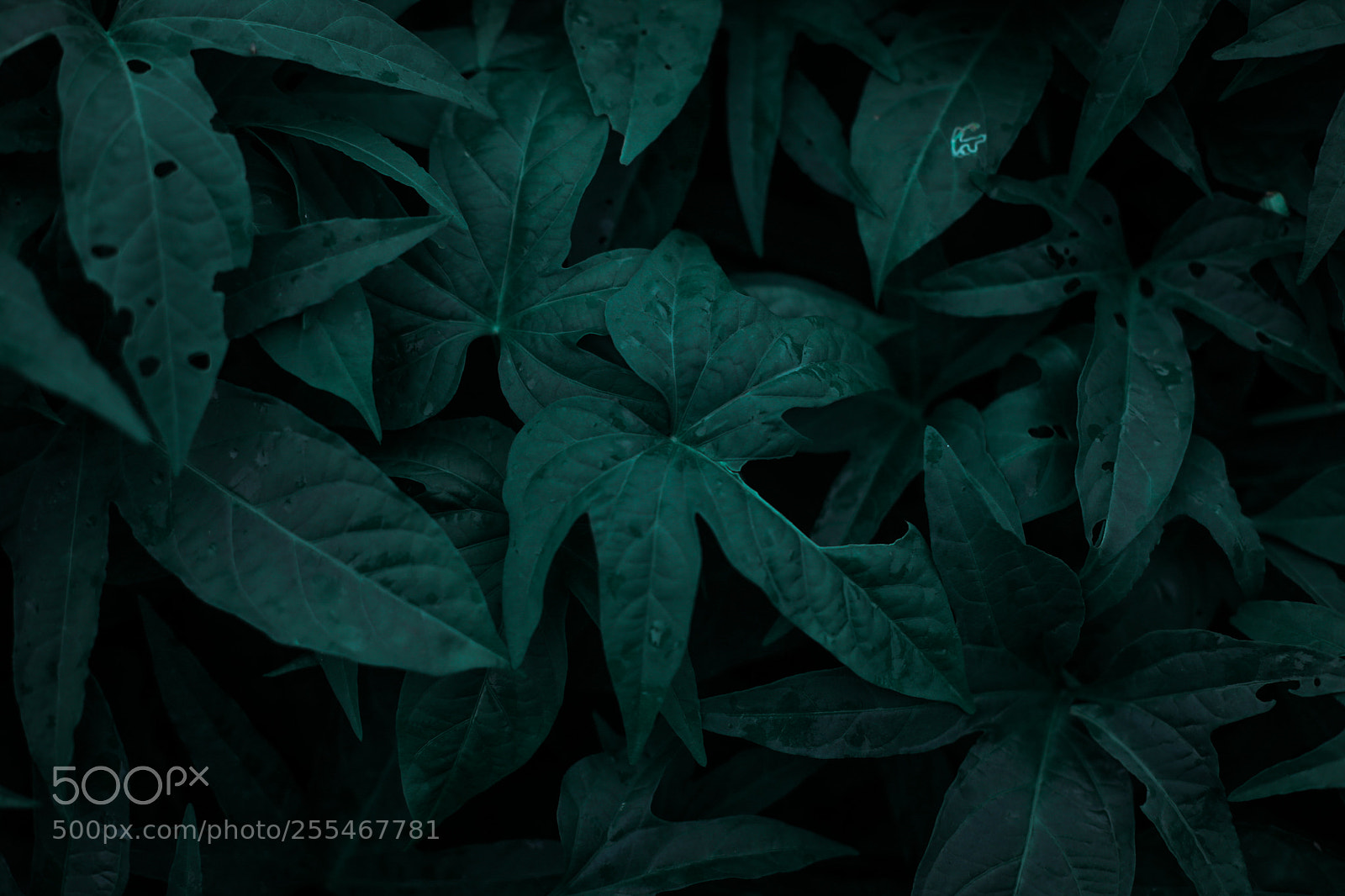Canon EOS 6D sample photo. Untitled photography