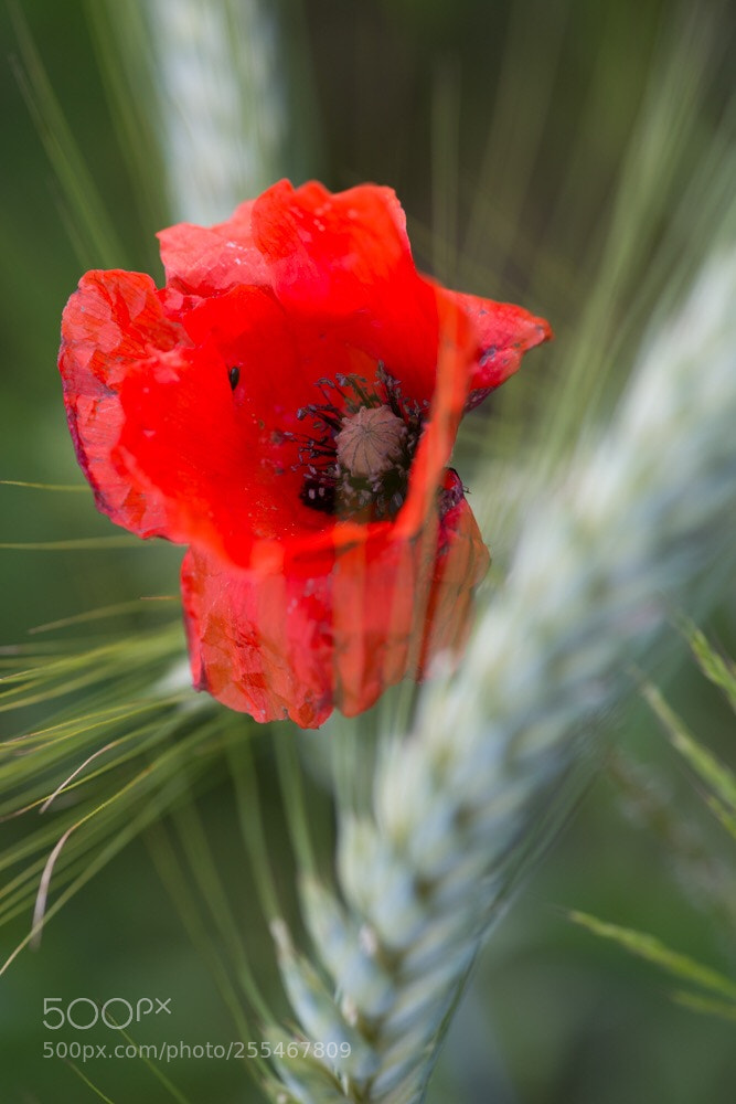 Nikon D800 sample photo. Poppy  photography