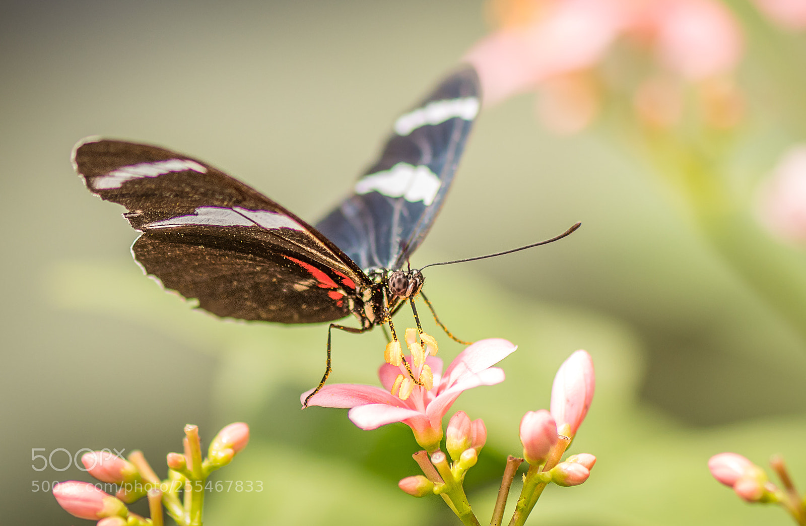 Nikon D500 sample photo. Pretty on pink photography