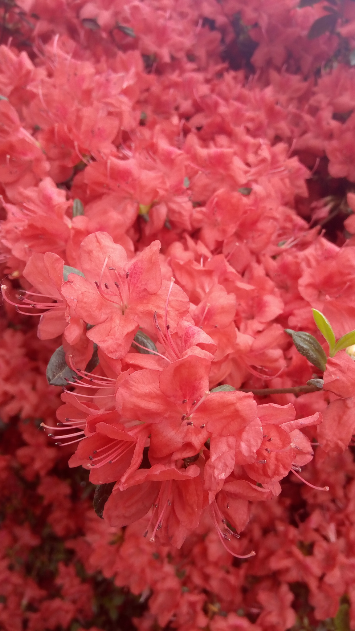 Lenovo VIBE X3 LITE sample photo. Flower explosion photography