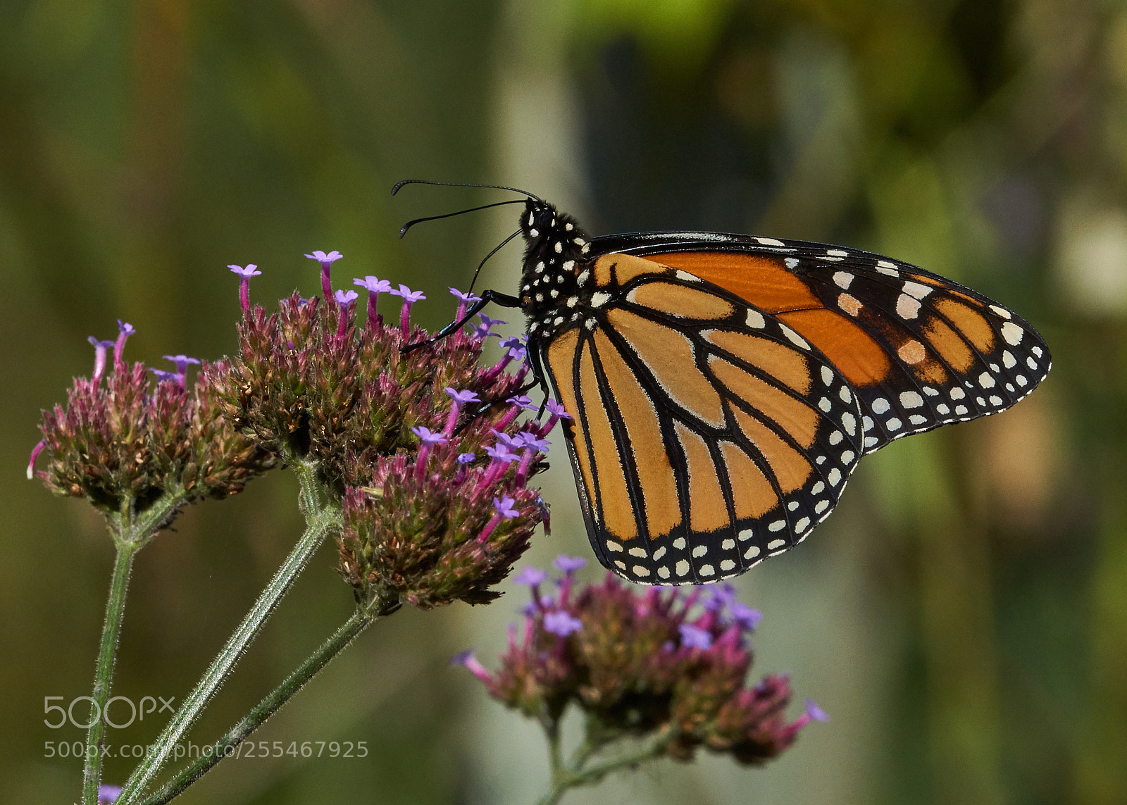 Sony a6000 sample photo. Monarch photography