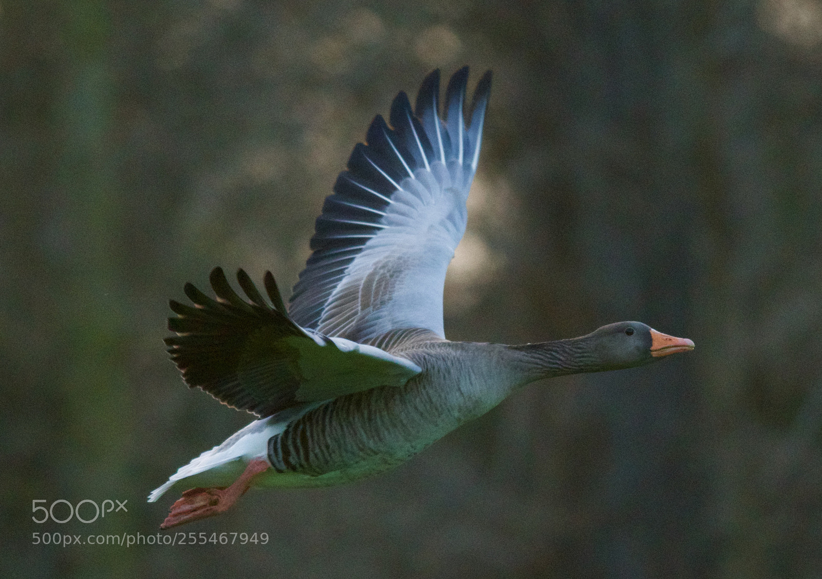 Nikon D500 sample photo. Majestic flight photography