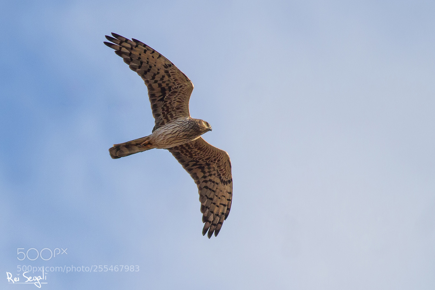 Canon EOS 7D sample photo. Montagu's harrier photography