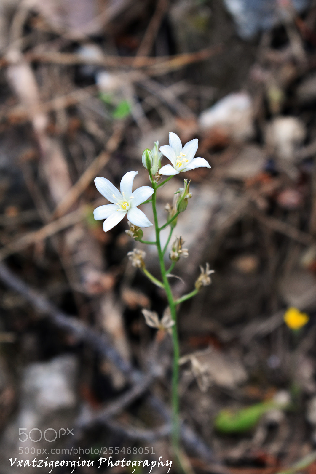 Nikon D3400 sample photo. Flower photography