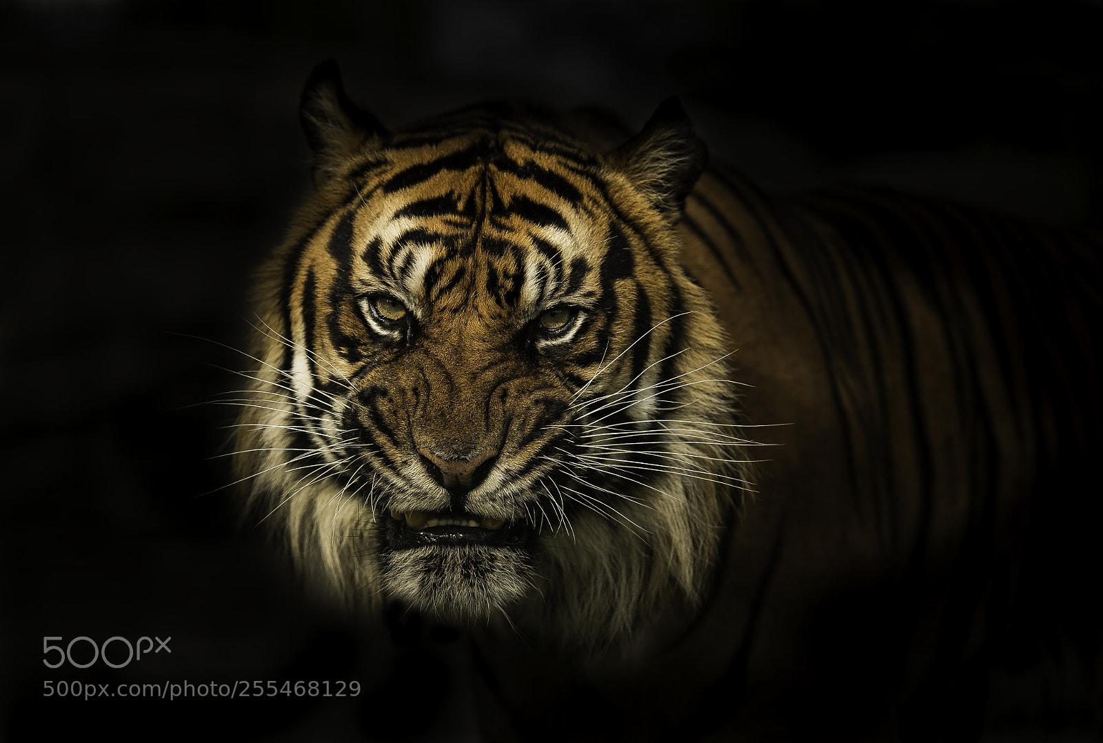 Nikon D5 sample photo. Tiger photography