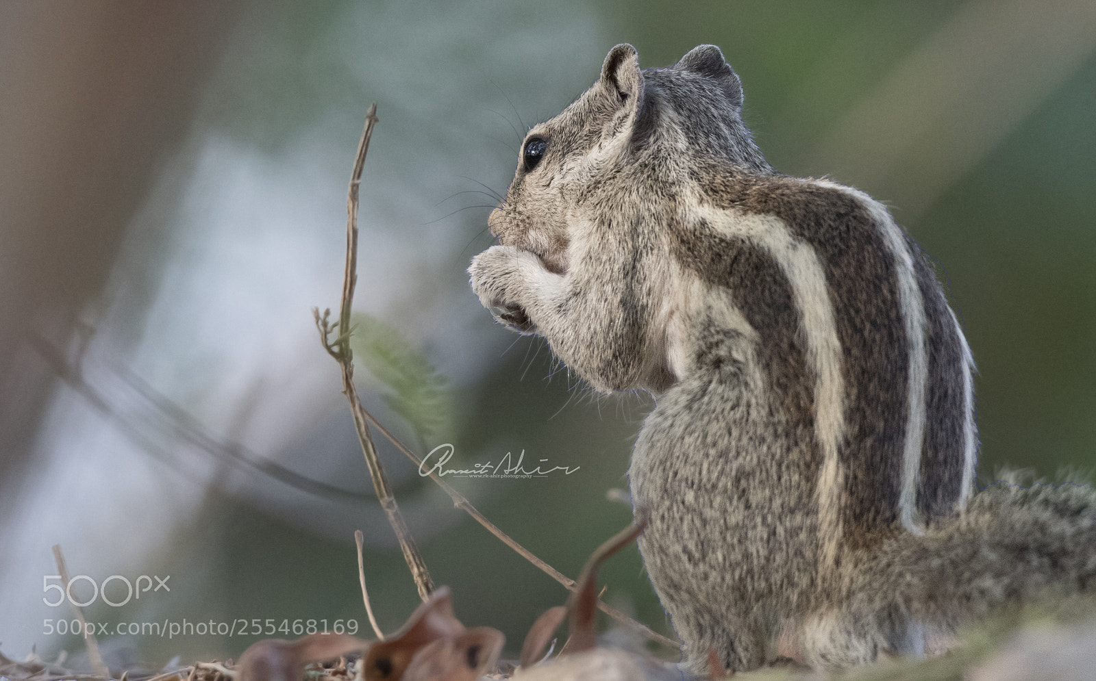 Nikon D500 sample photo. Indian palm squirrels photography