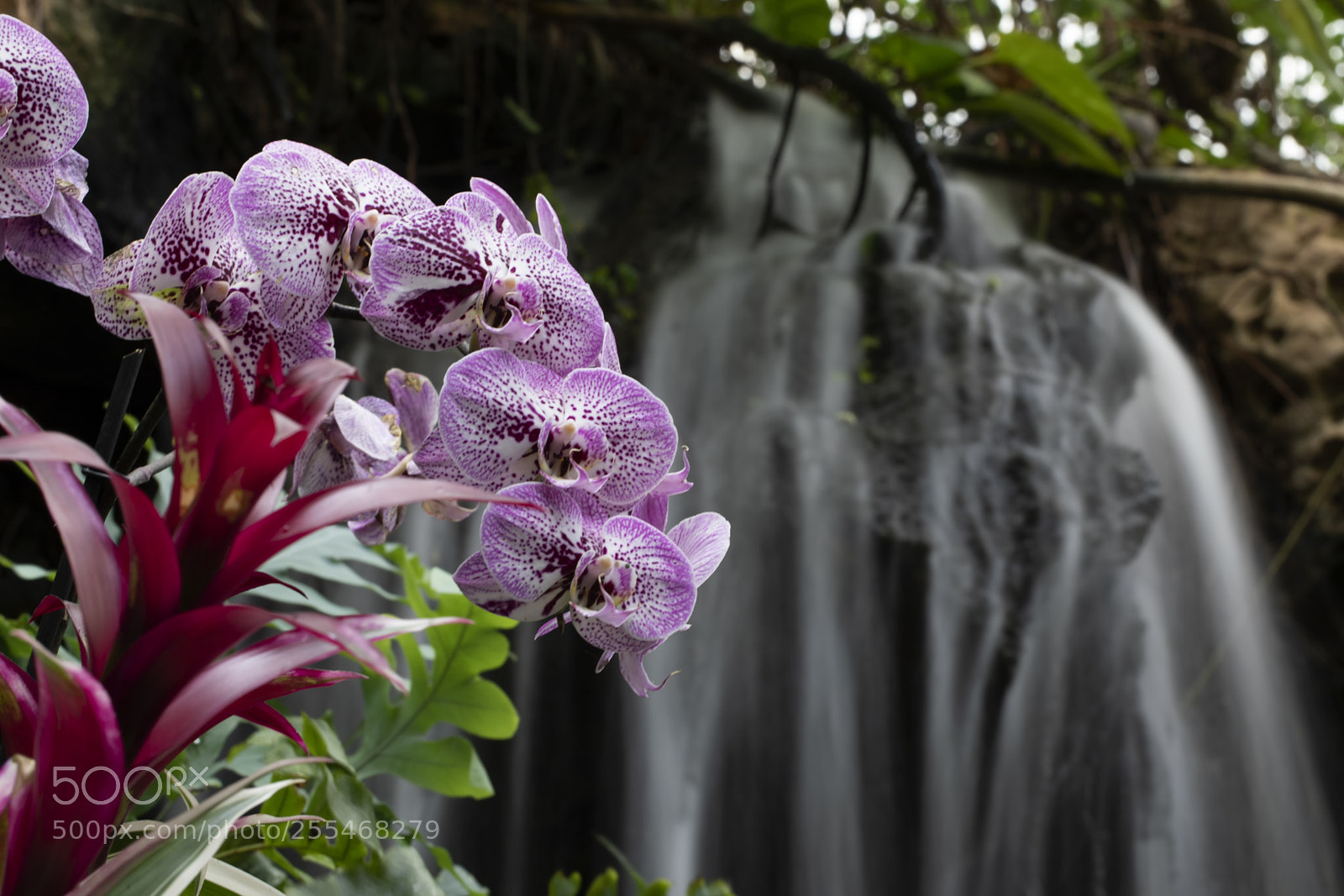 Canon EOS 5D Mark IV sample photo. Qva photography