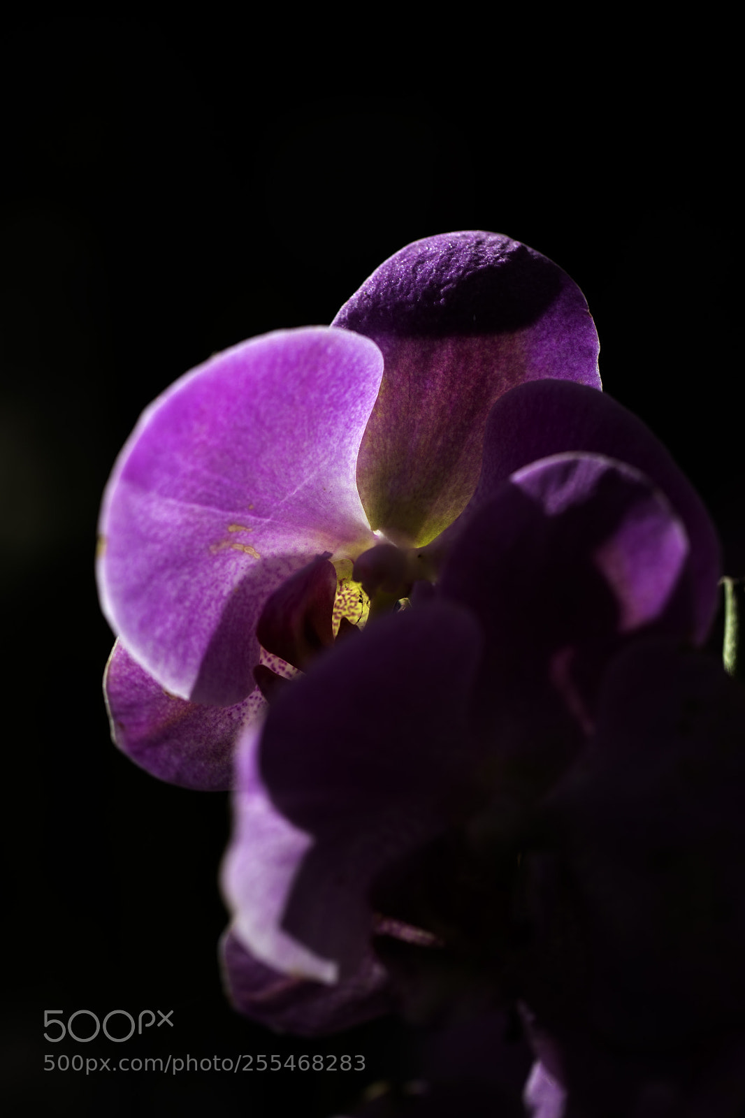 Canon EOS 5D Mark IV sample photo. Qva photography