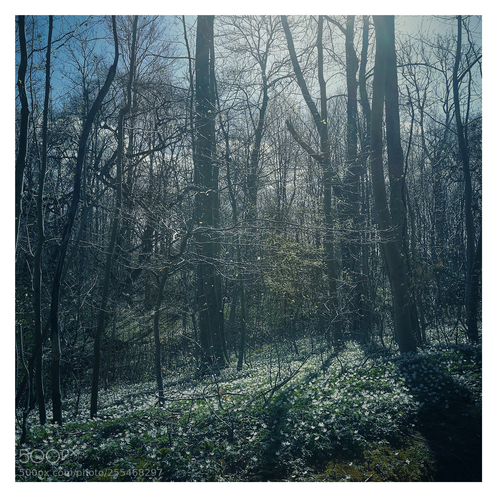 HUAWEI P10 sample photo. Forest photography