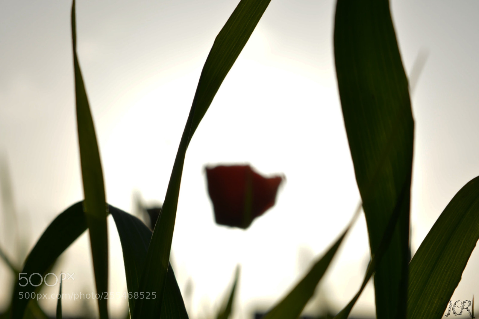 Nikon D5200 sample photo. Amapola photography