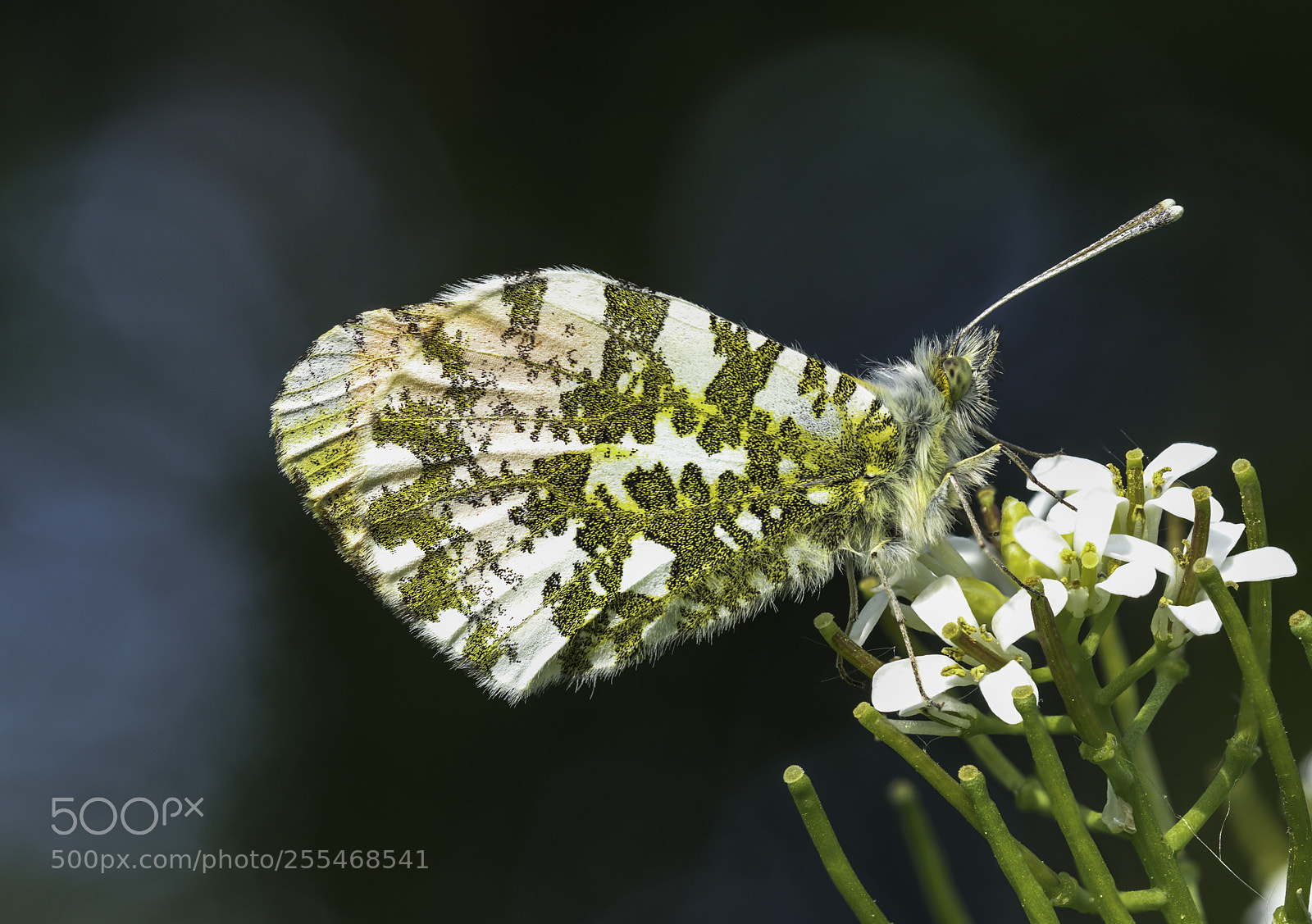 Olympus OM-D E-M1 Mark II sample photo. Anthocharis cardamines #2 photography