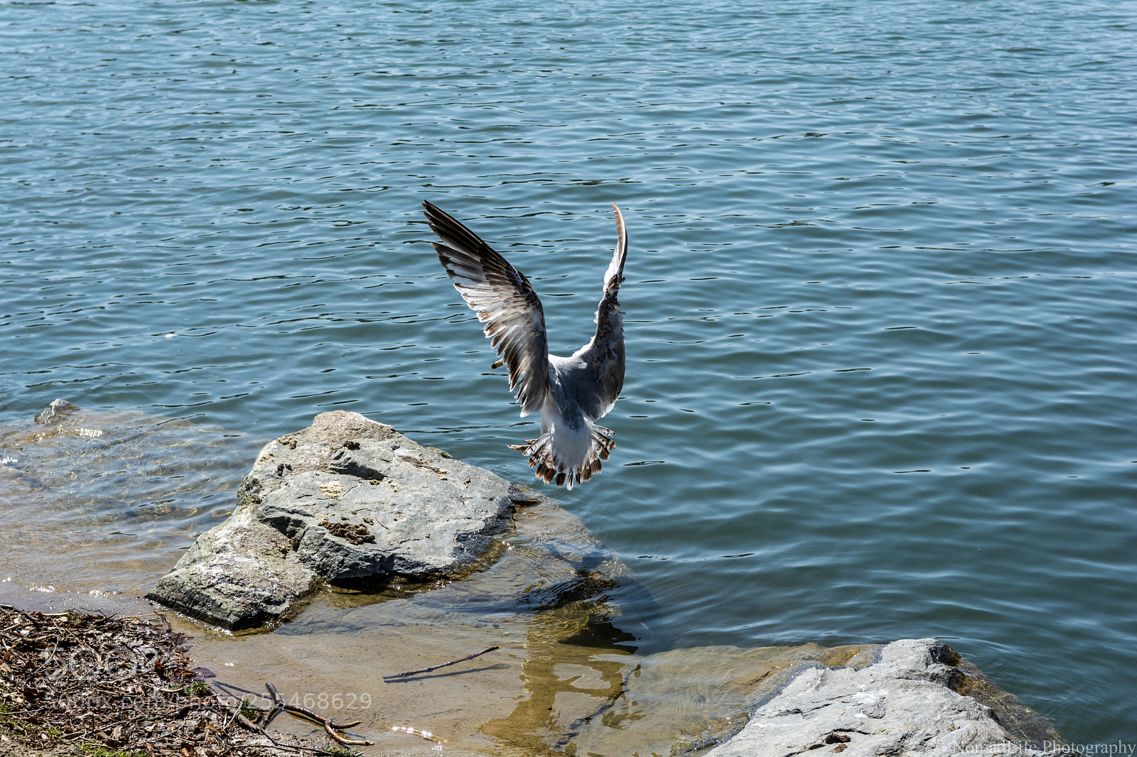 Nikon D7100 sample photo. Bird photography