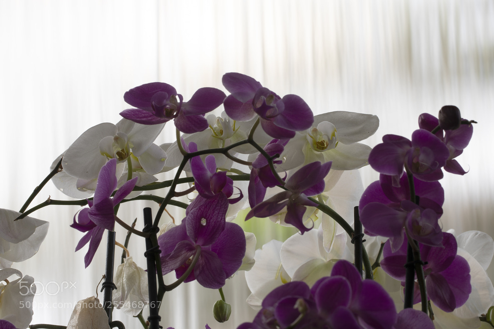 Canon EOS 5D Mark IV sample photo. Qva photography