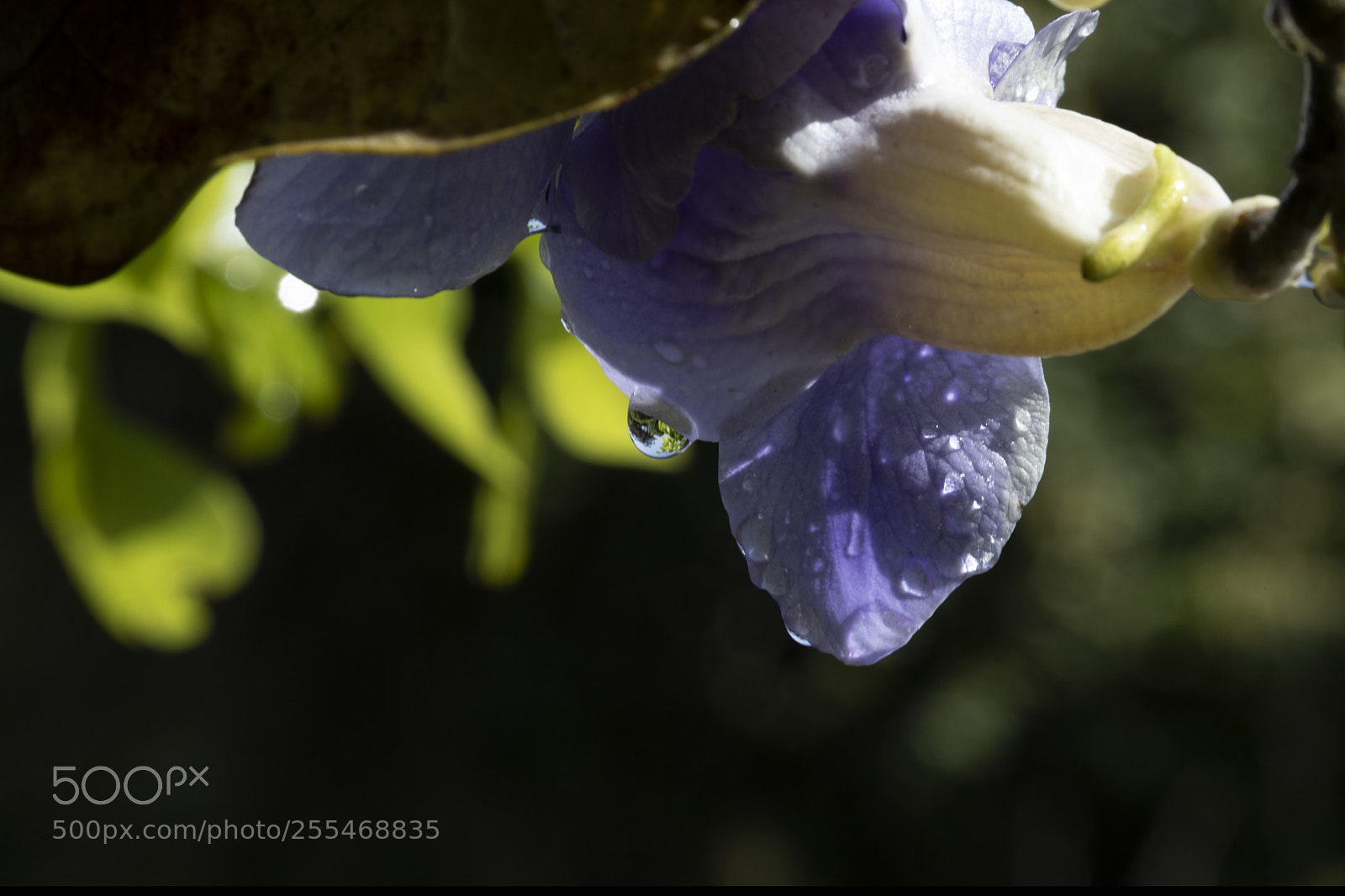 Canon EOS 5D Mark IV sample photo. Qva photography