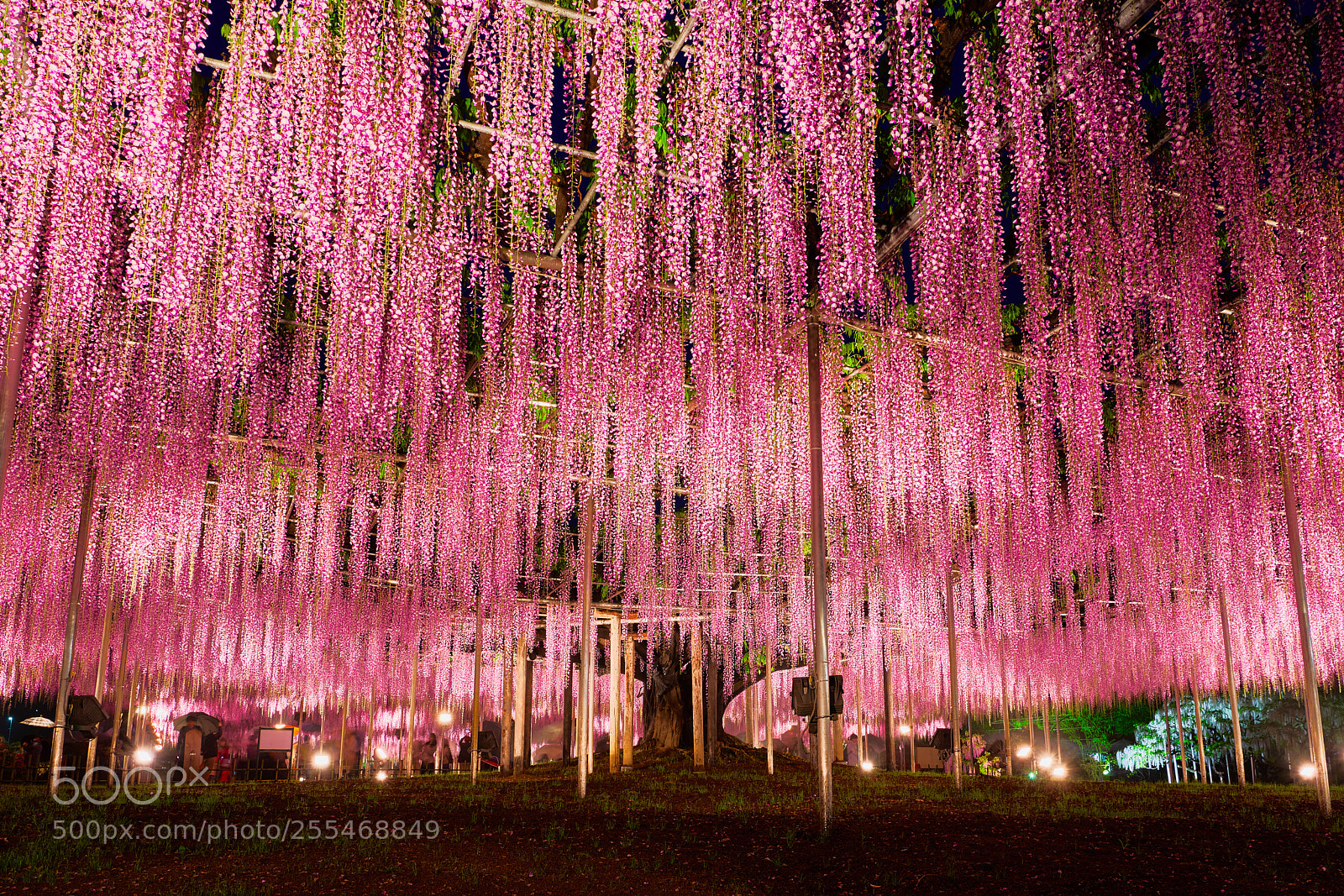 Nikon D850 sample photo. Wisteria world photography