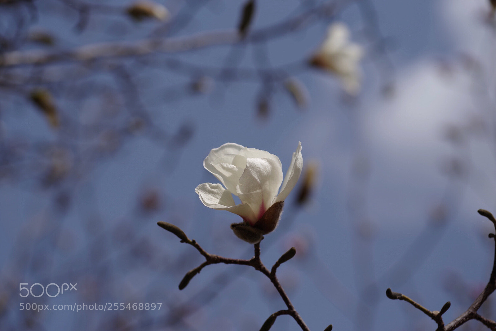 Pentax K-1 sample photo. Sunny day in spring photography