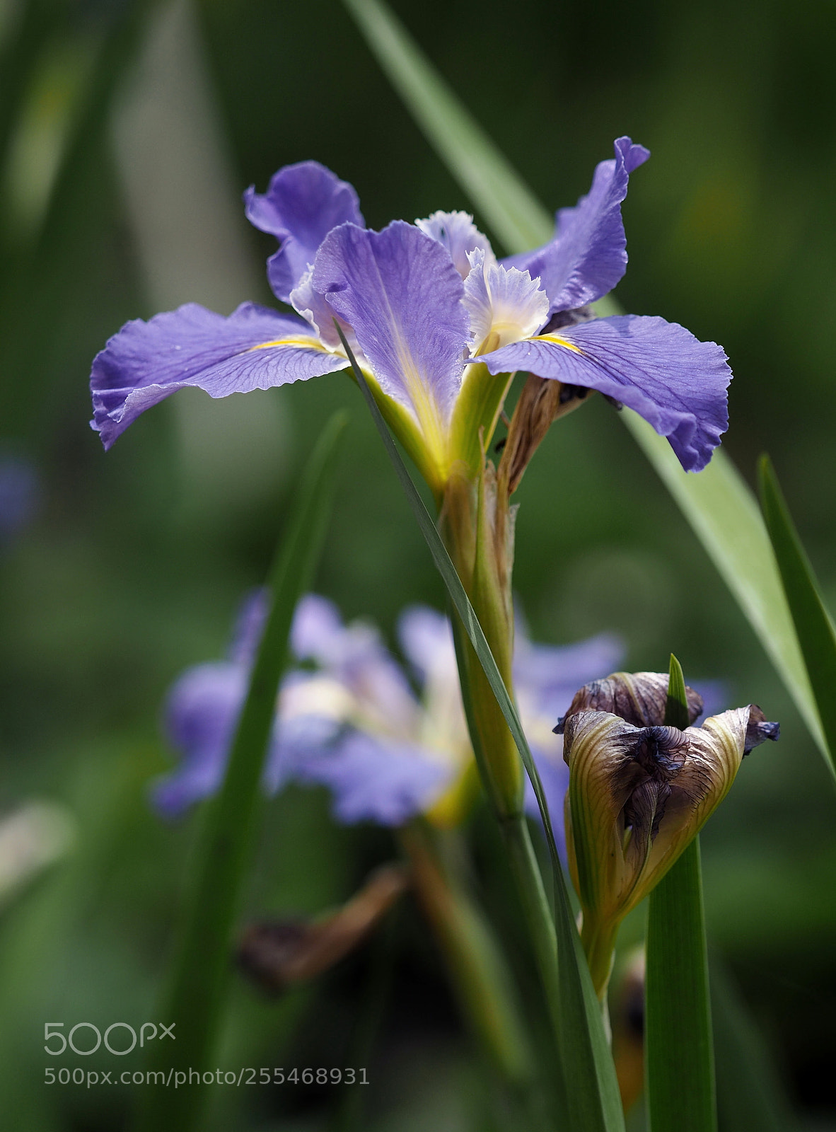 Olympus OM-D E-M5 II sample photo. All i ask of photography