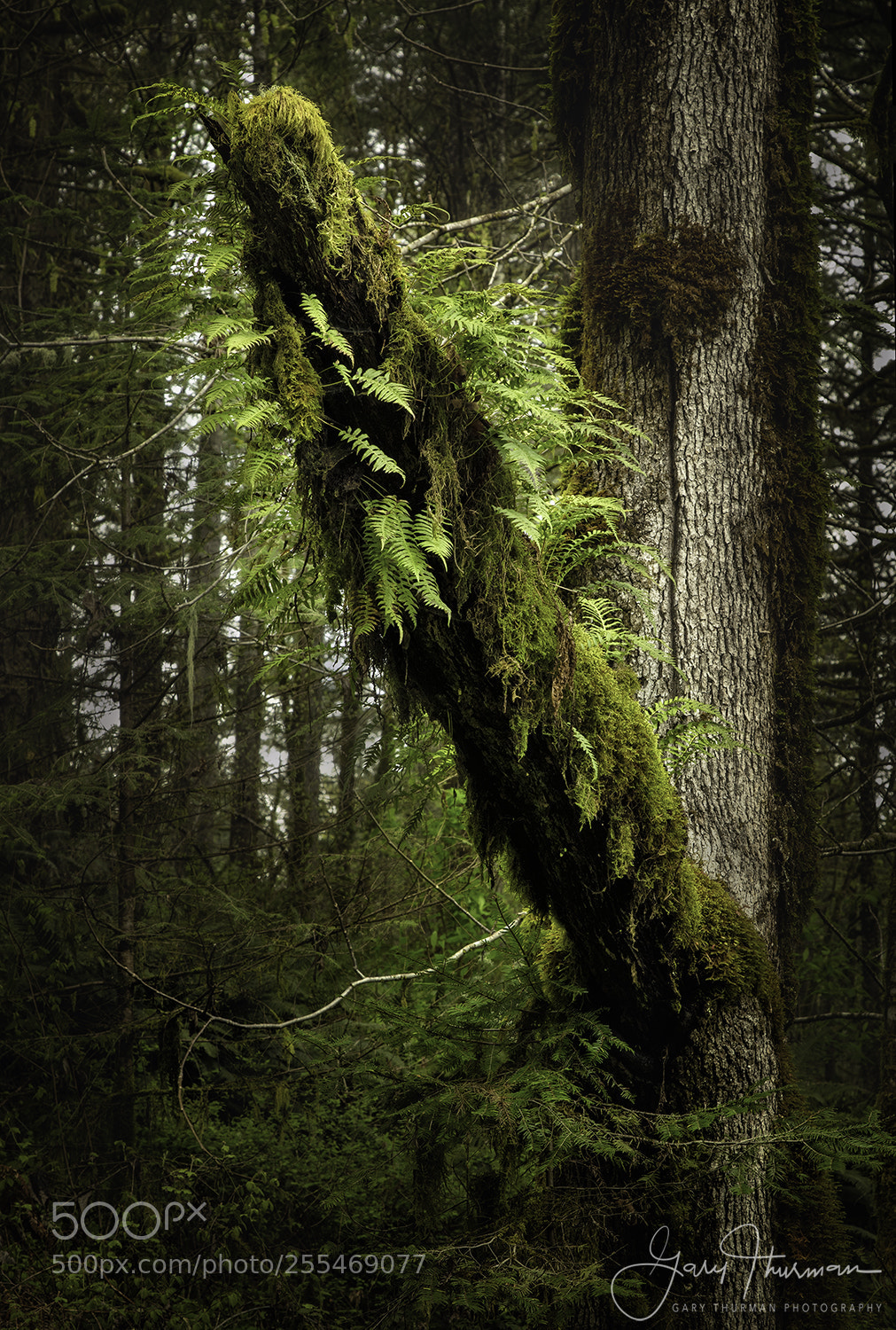 Canon EOS 7D Mark II sample photo. Mother of ferns photography