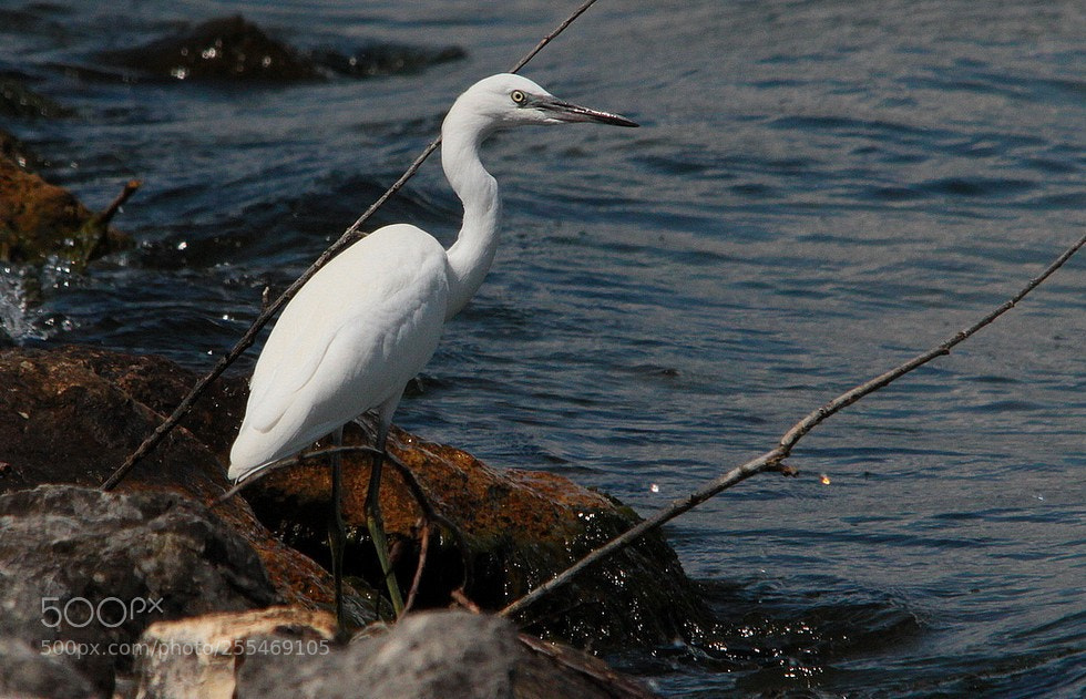 Canon EOS 7D sample photo. Aigrette garzette-egretta garzetta-little egret photography