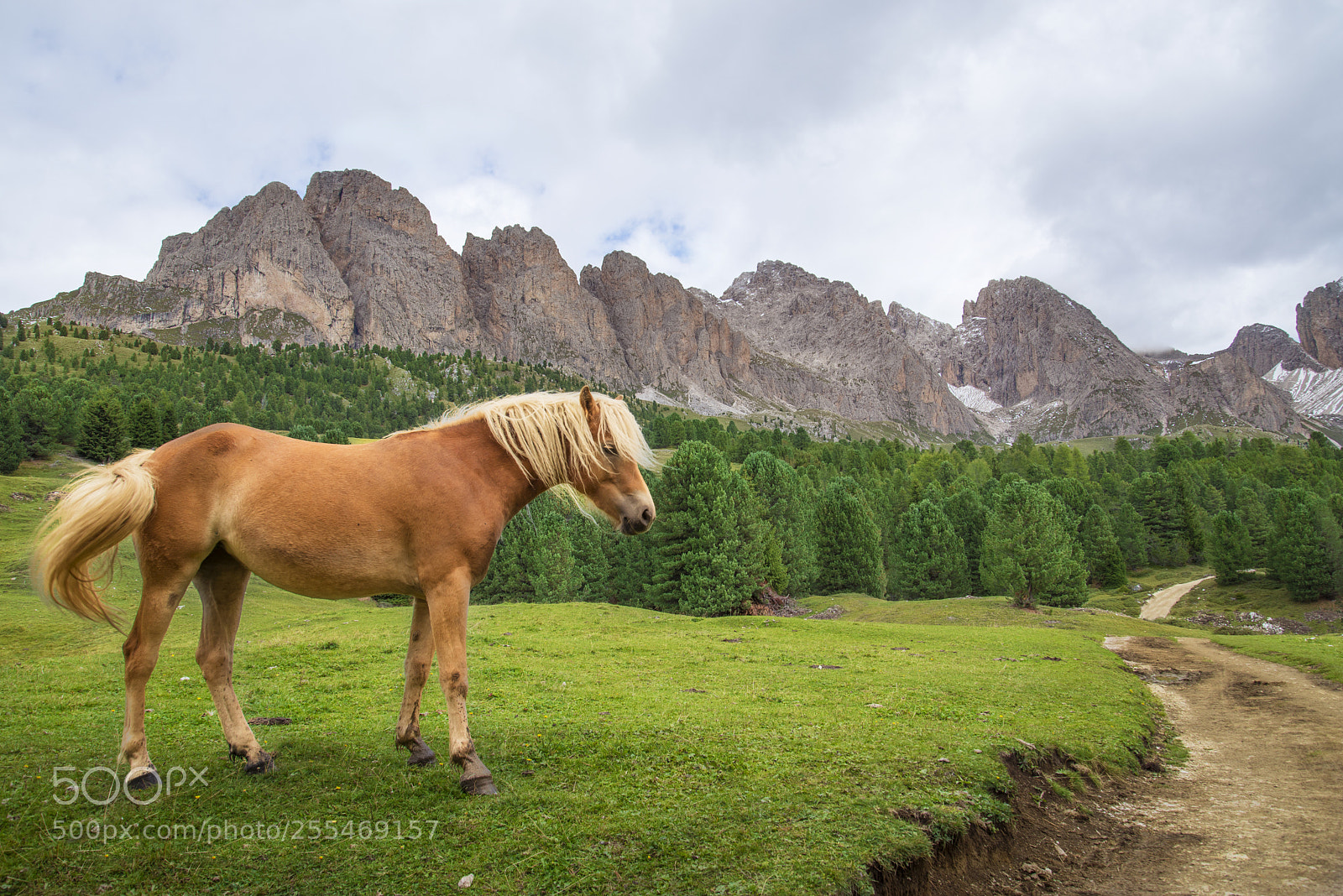Nikon D610 sample photo. Alps photography