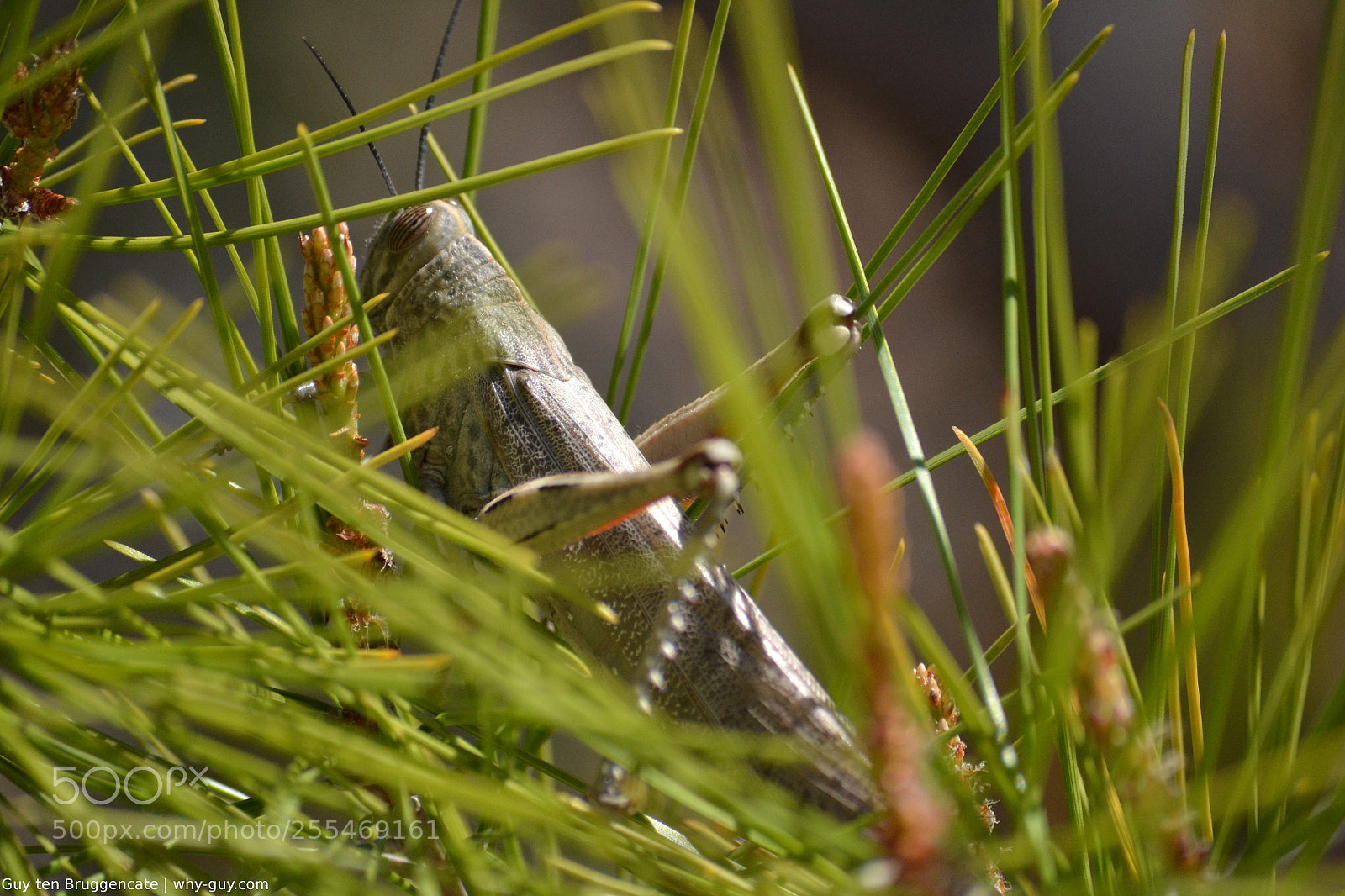 Nikon D3100 sample photo. Locust hiding photography