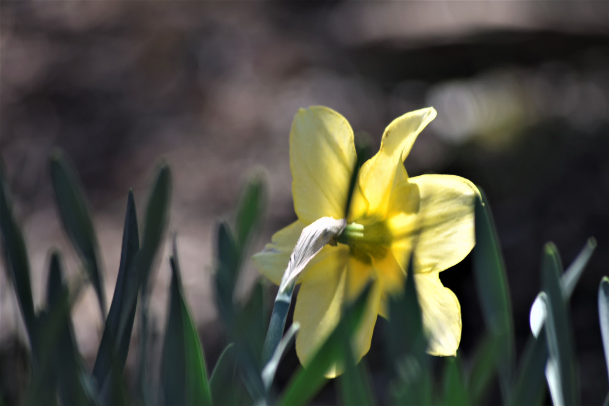 Sigma 70-300mm F4-5.6 APO DG Macro sample photo. Dream-state... photography